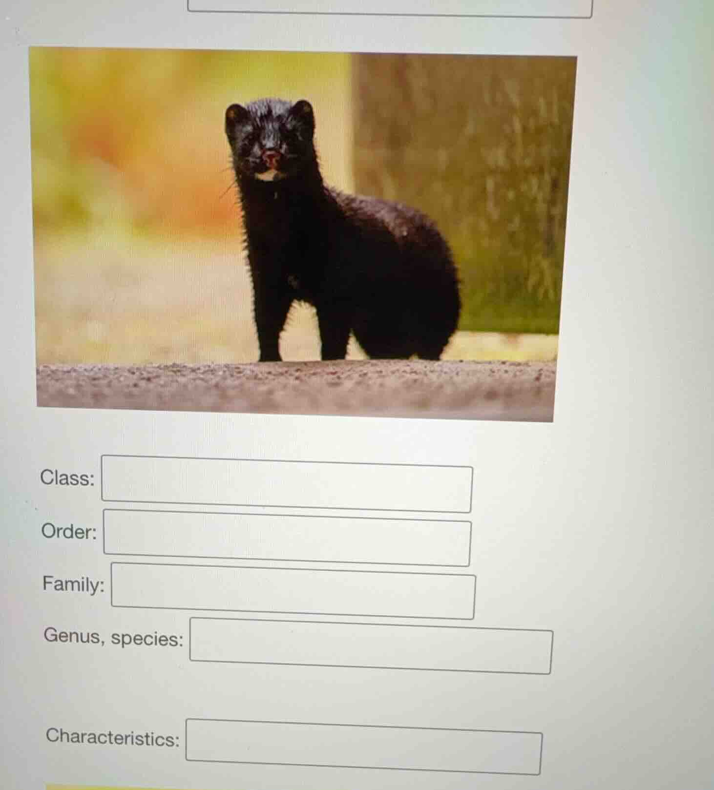 class:order:family:genus, species:characteristics: