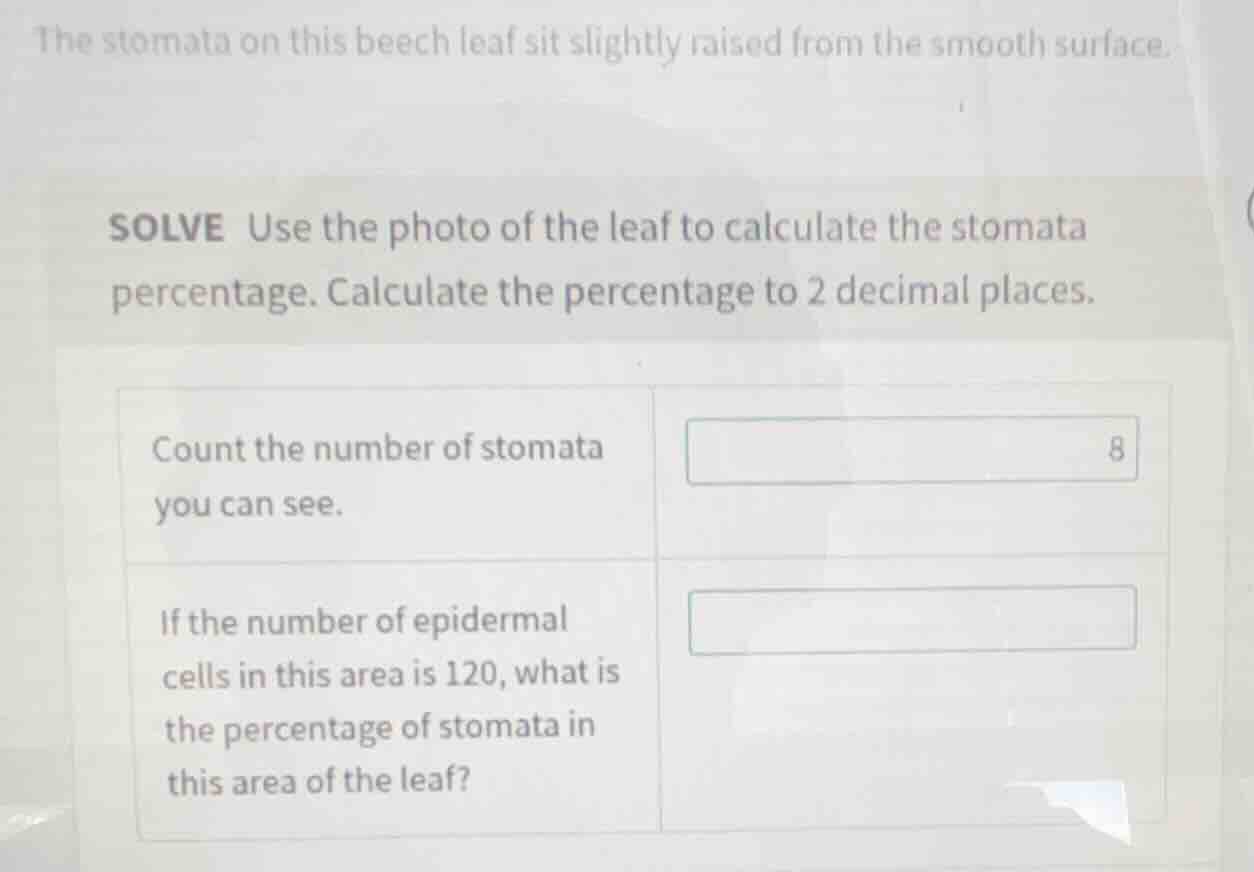 the stomata on this beech leaf sit slightly raised from the smooth surf…