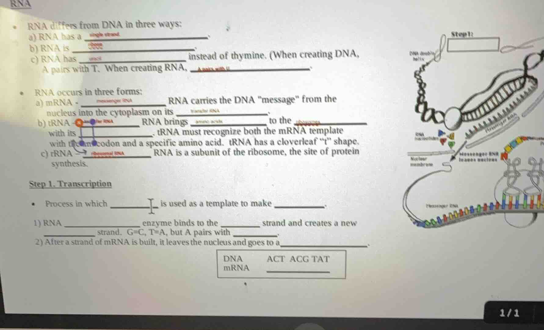 rna• rna differs from dna in three ways:a) rna has a __________________…