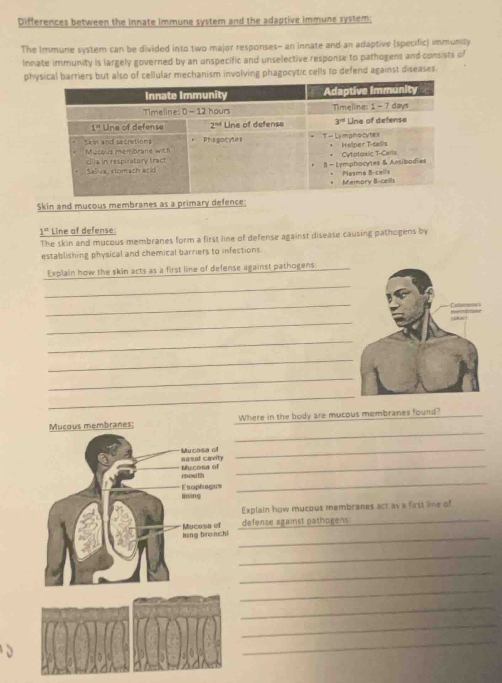 differences between the innate immune system and the adaptive immune sy…