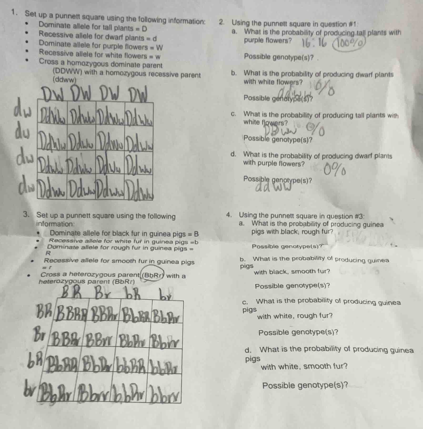1. set up a punnett square using the following information:- dominate a…