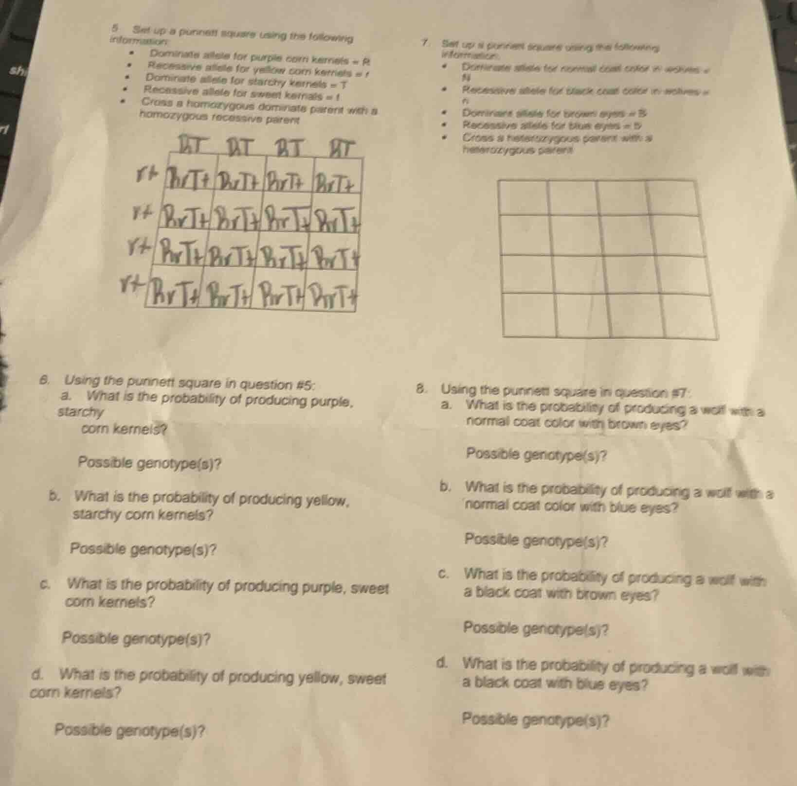 5. set up a punnett square using the following information:- dominant a…