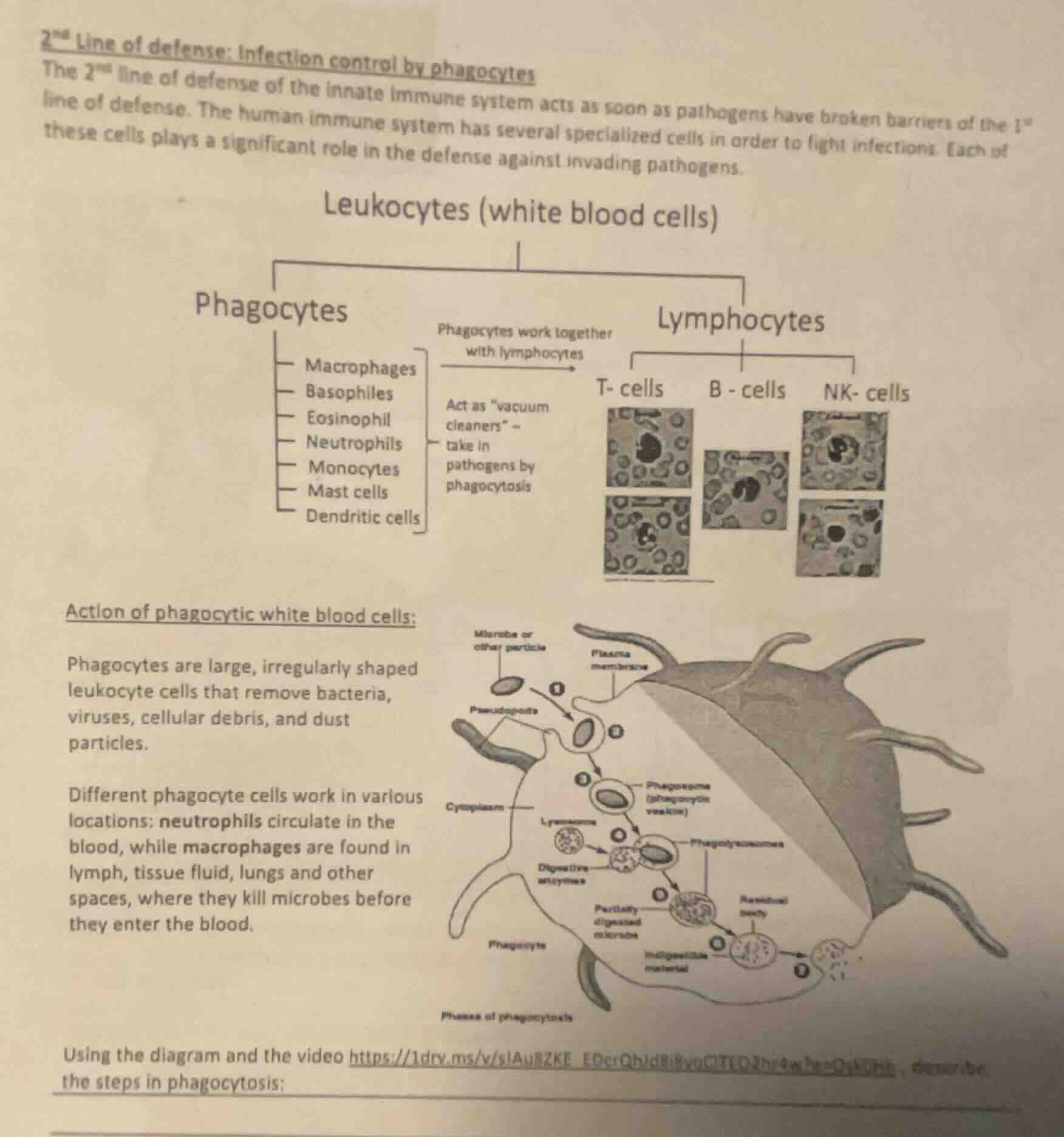 2ⁿᵈ line of defense: infection control by phagocytes the 2ⁿᵈ line of de…