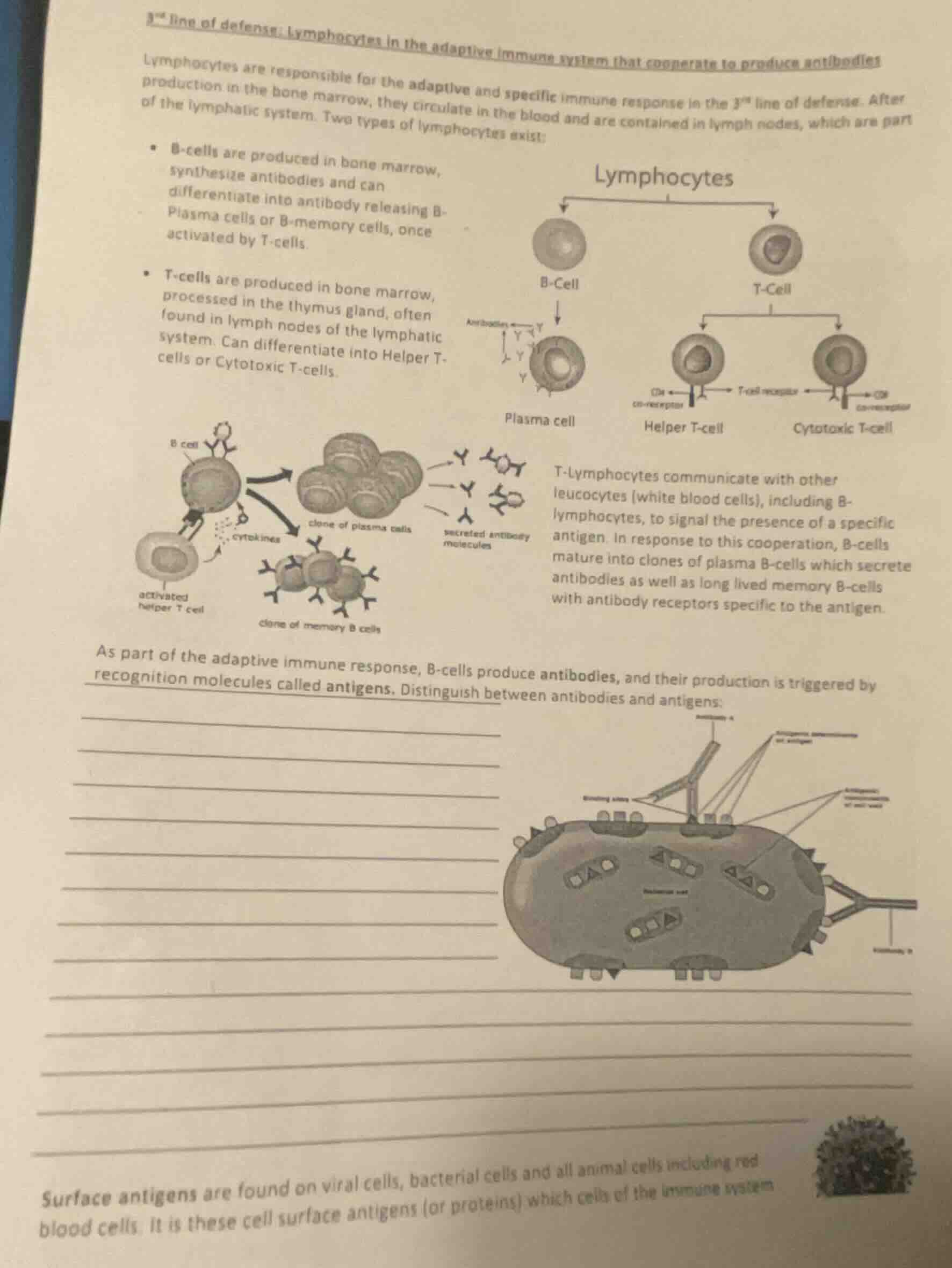 3rd line of defense: lymphocytes in the adaptive immune system that coo…