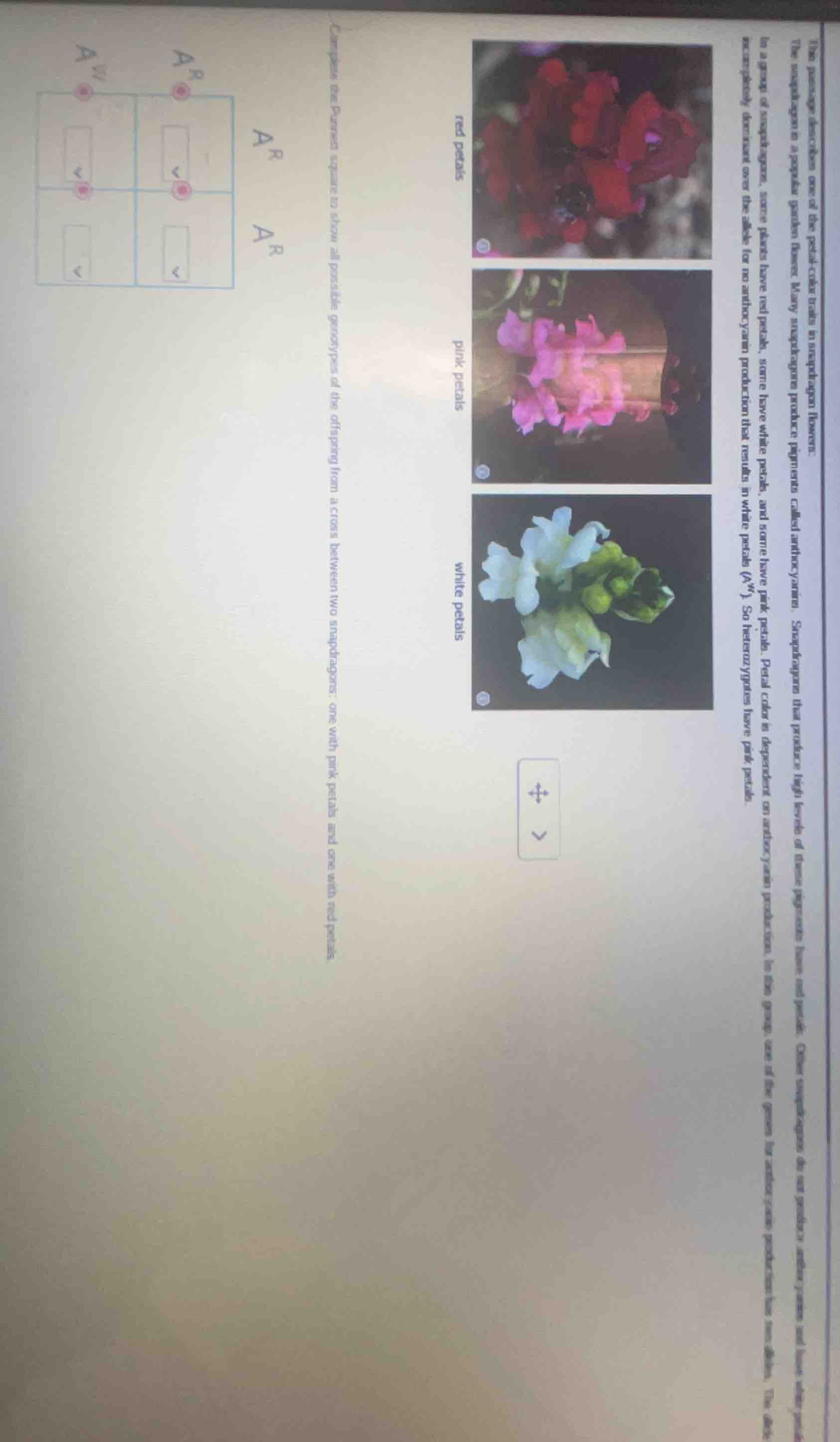 the passage describes one of the petal-color traits in snapdragon flowe…