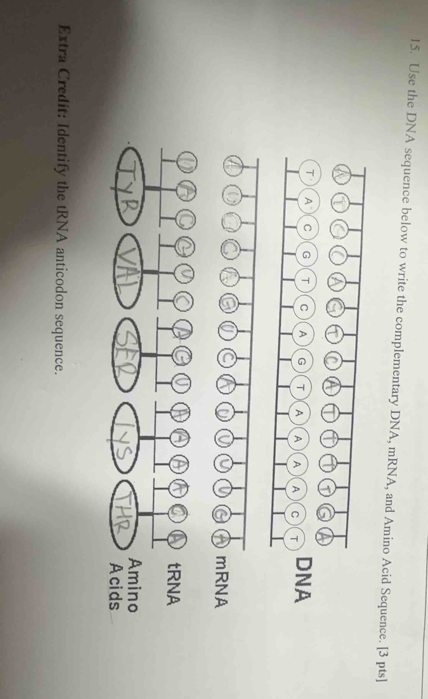 15. use the dna sequence below to write the complementary dna, mrna, an…