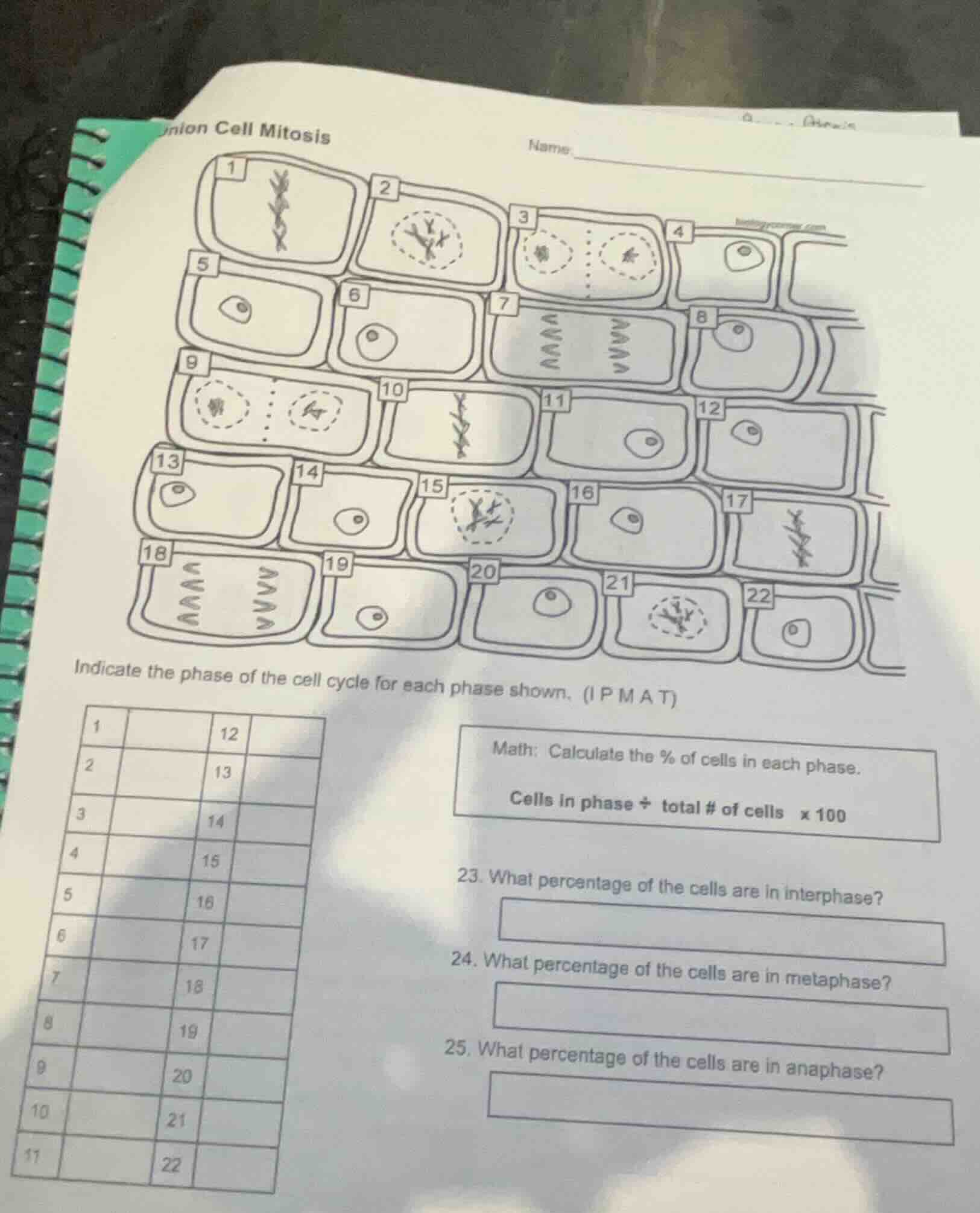 onion cell mitosis name: indicate the phase of the cell cycle for each …