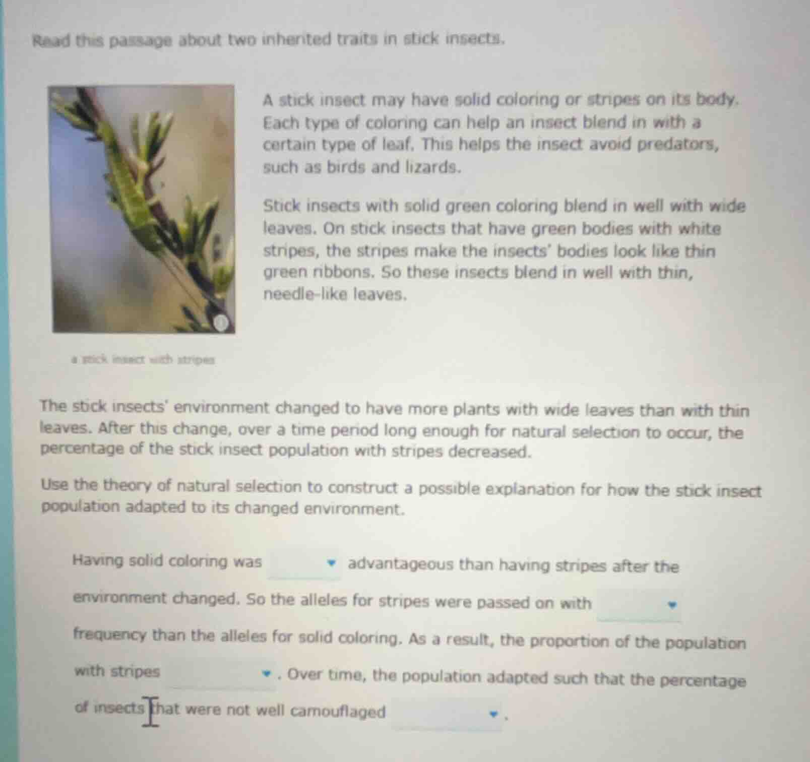 read this passage about two inherited traits in stick insects. a stick …