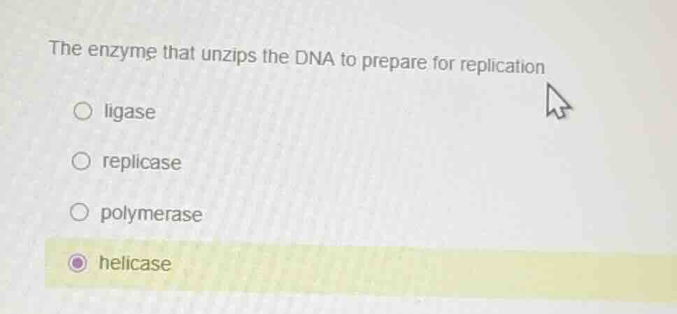 the enzyme that unzips the dna to prepare for replication ligase replic…