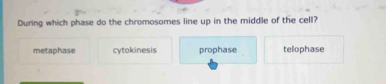 during which phase do the chromosomes line up in the middle of the cell…