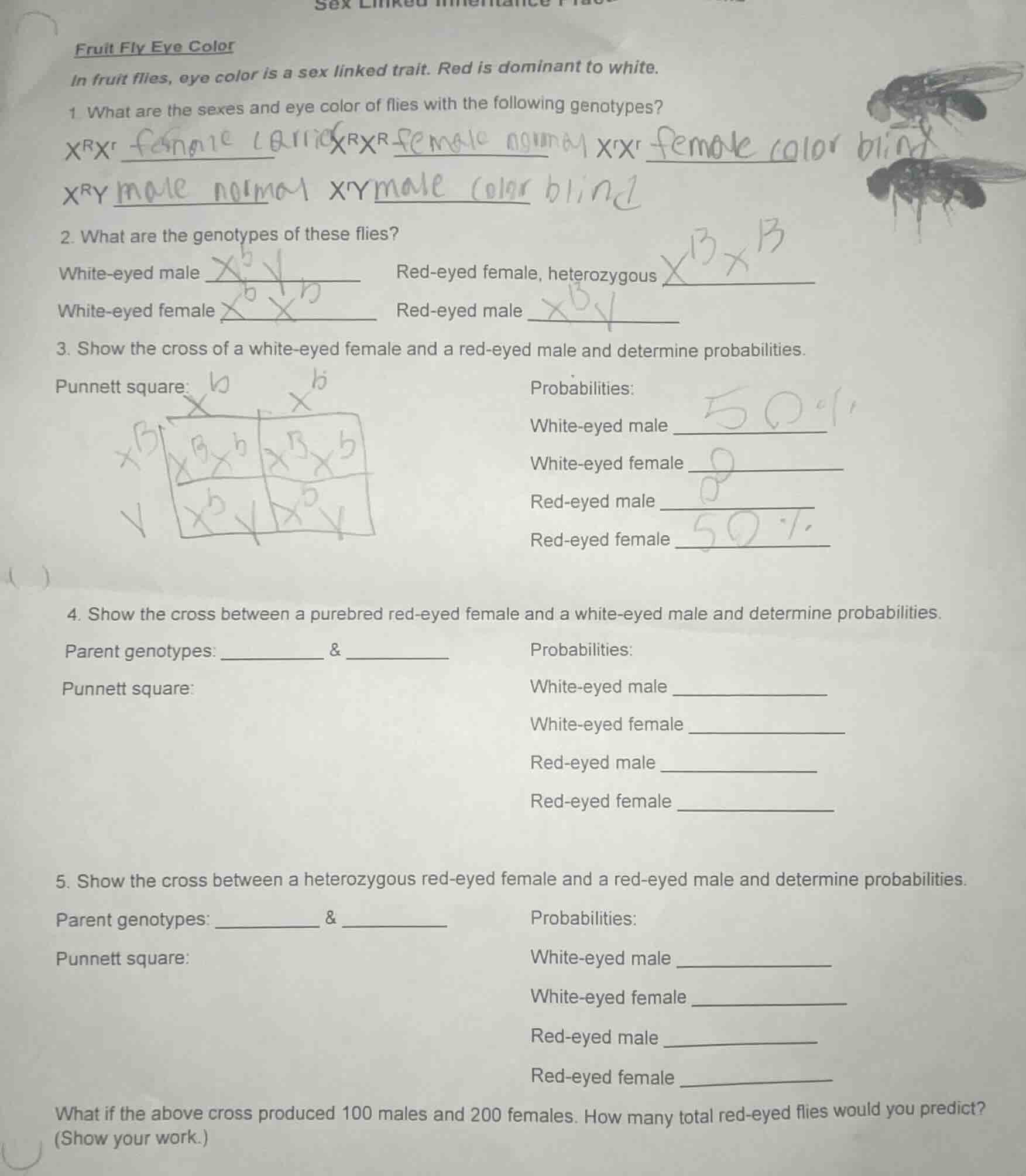 fruit fly eye color in fruit flies, eye color is a sex linked trait. re…