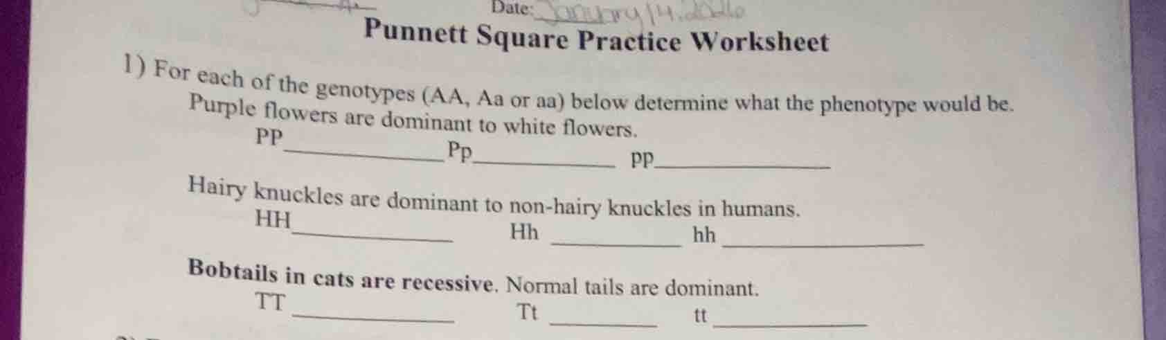 date:punnett square practice worksheet1) for each of the genotypes (aa,…