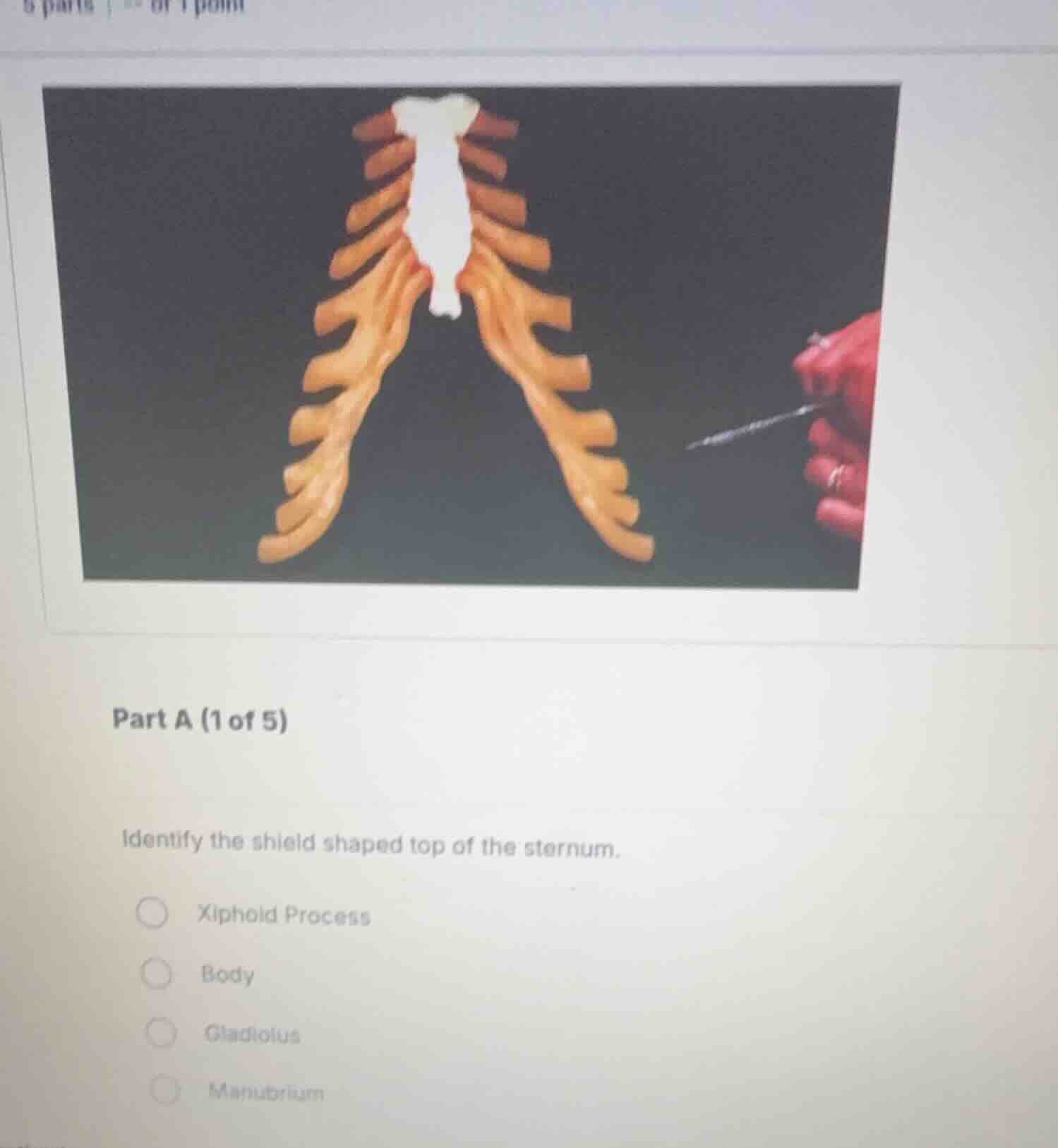 part a (1 of 5) identify the shield shaped top of the sternum. xiphoid …