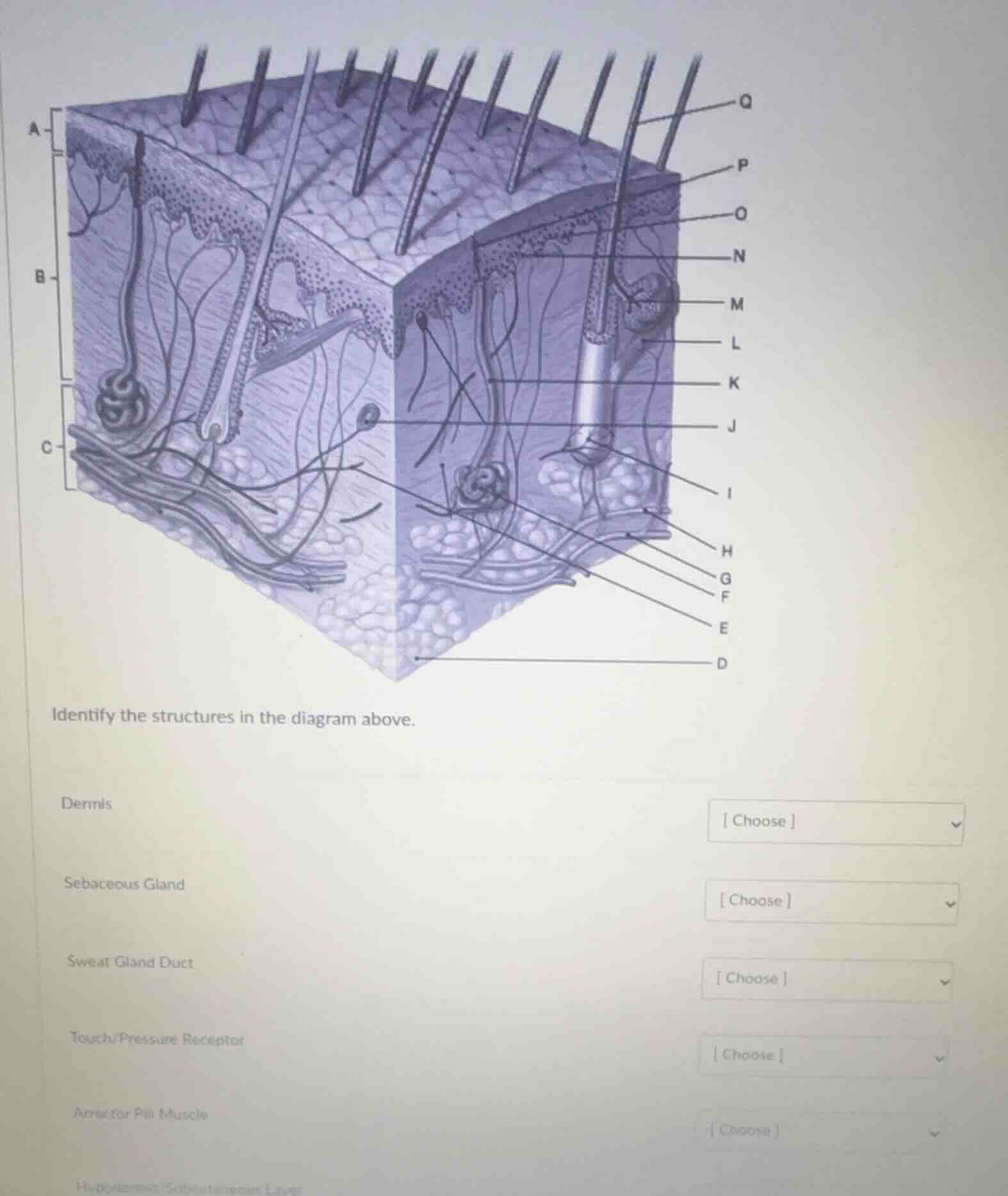 identify the structures in the diagram above. dermis choose sebaceous g…