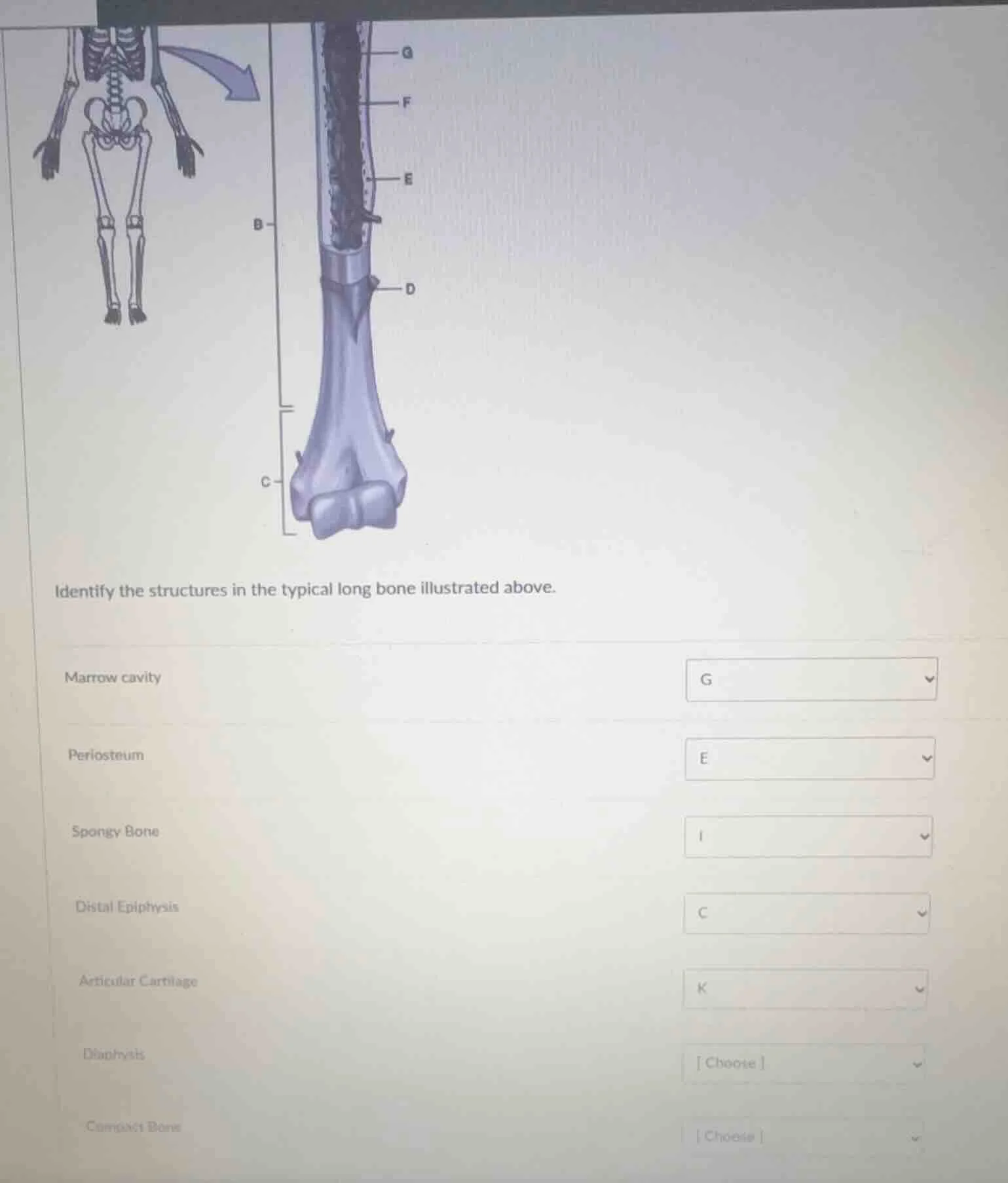 identify the structures in the typical long bone illustrated above. mar…
