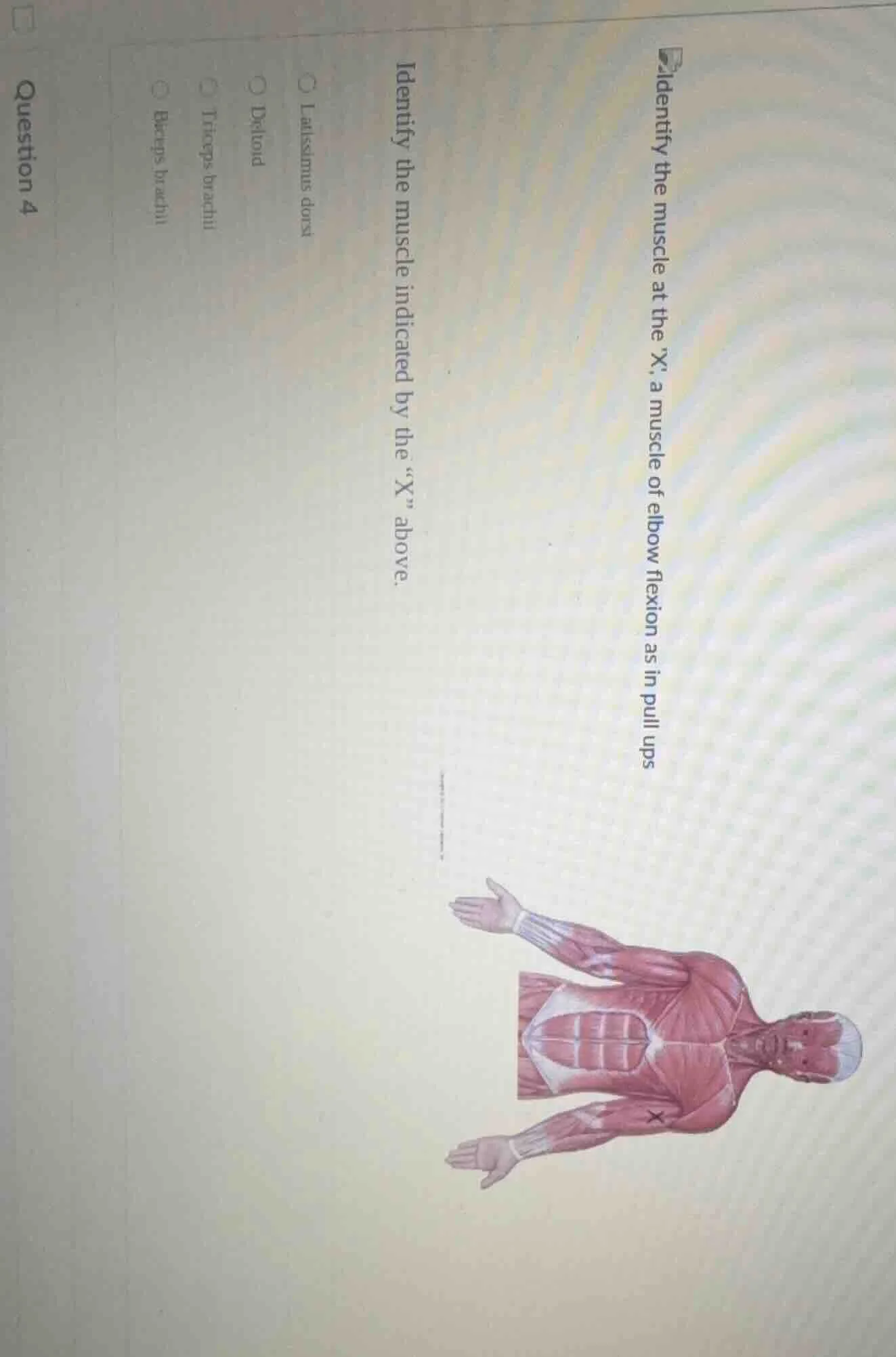 question 4 identify the muscle at the x, a muscle of elbow flexion as i…