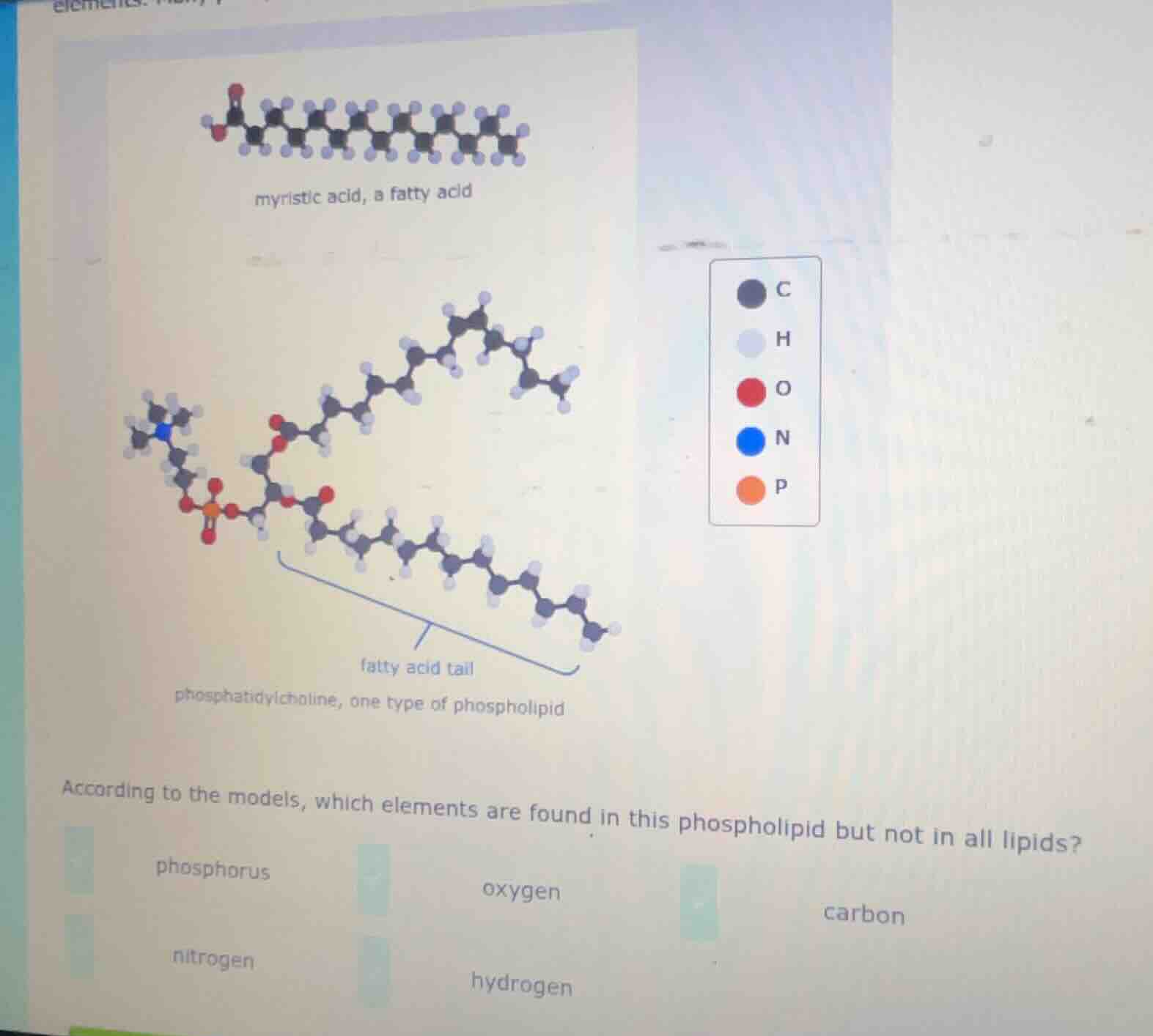 myristic acid, a fatty acid c h o n p fatty acid tail phosphatidylcholi…