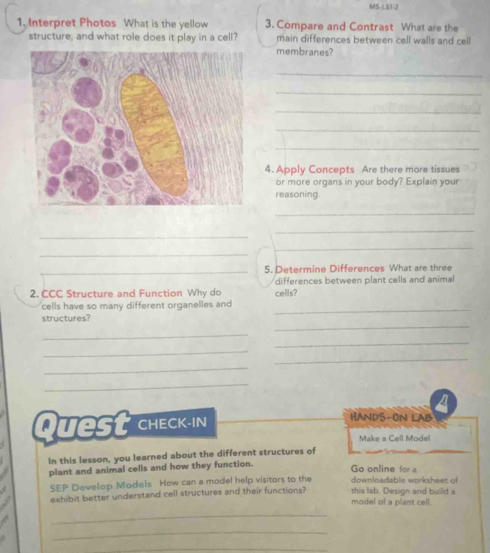 ms-ls1-21. interpret photos what is the yellow structure, and what role…