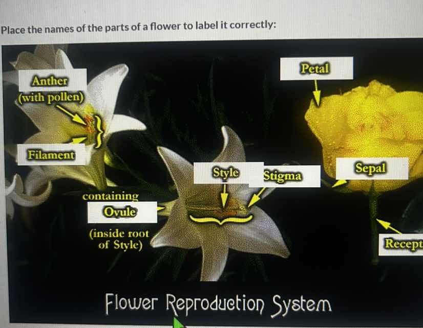 place the names of the parts of a flower to label it correctly: anther …