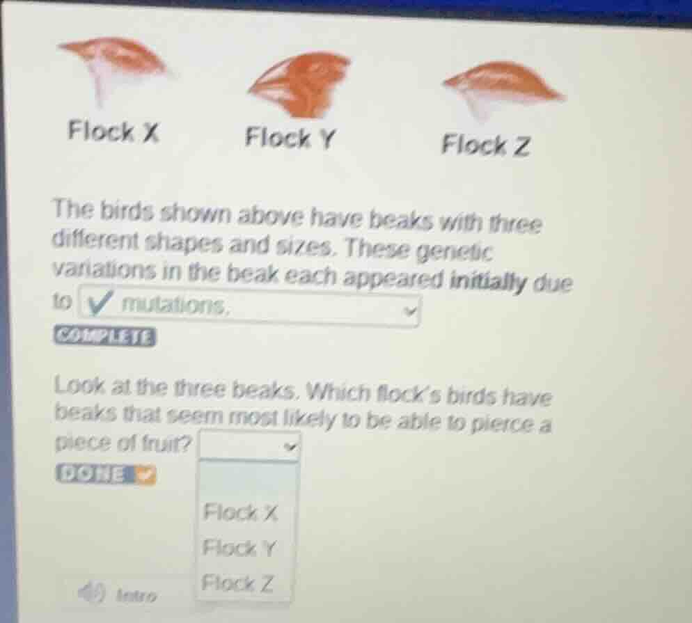 flock x flock y flock z the birds shown above have beaks with three dif…
