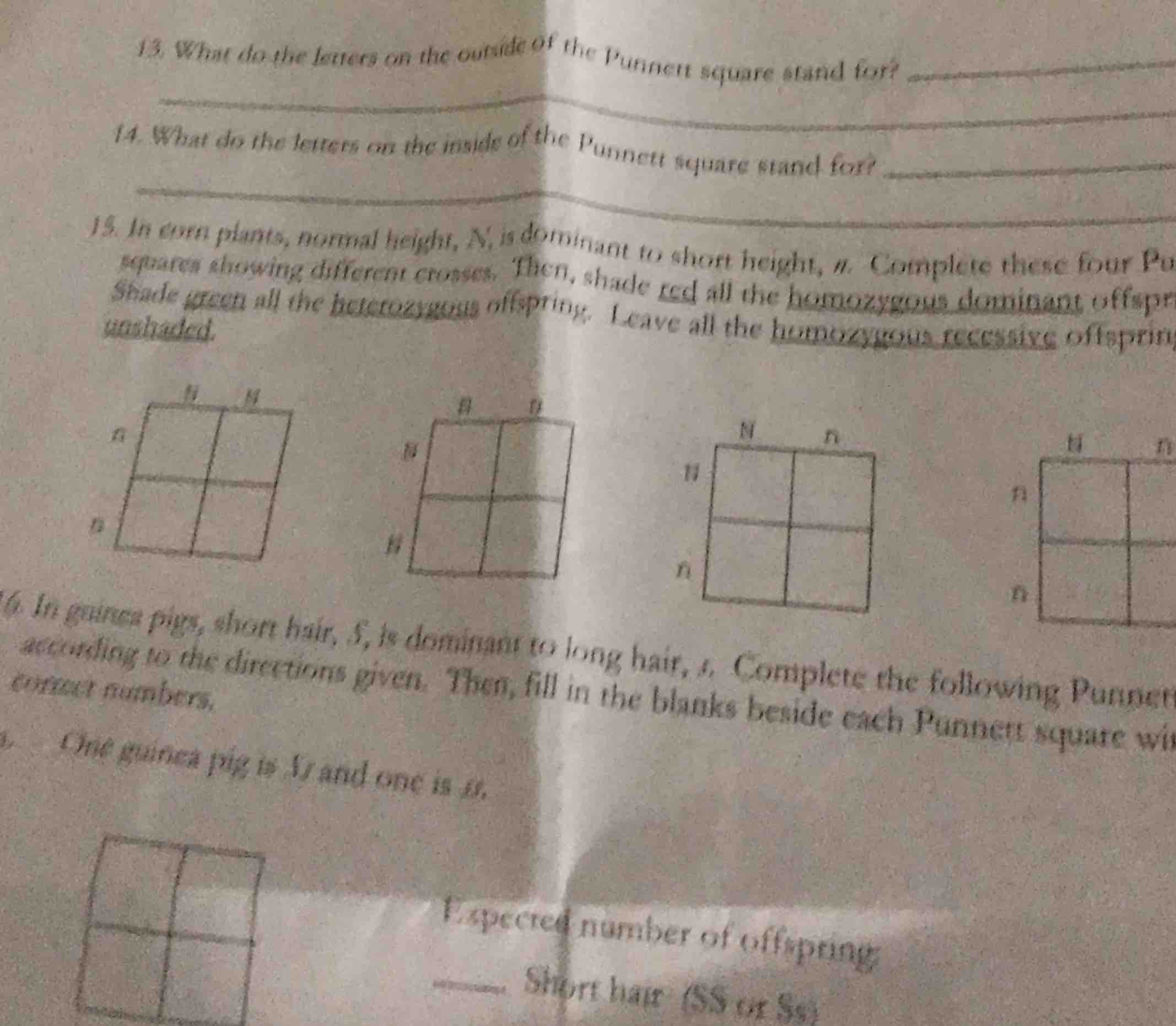 13. what do the letters on the outside of the punnett square stand for?…