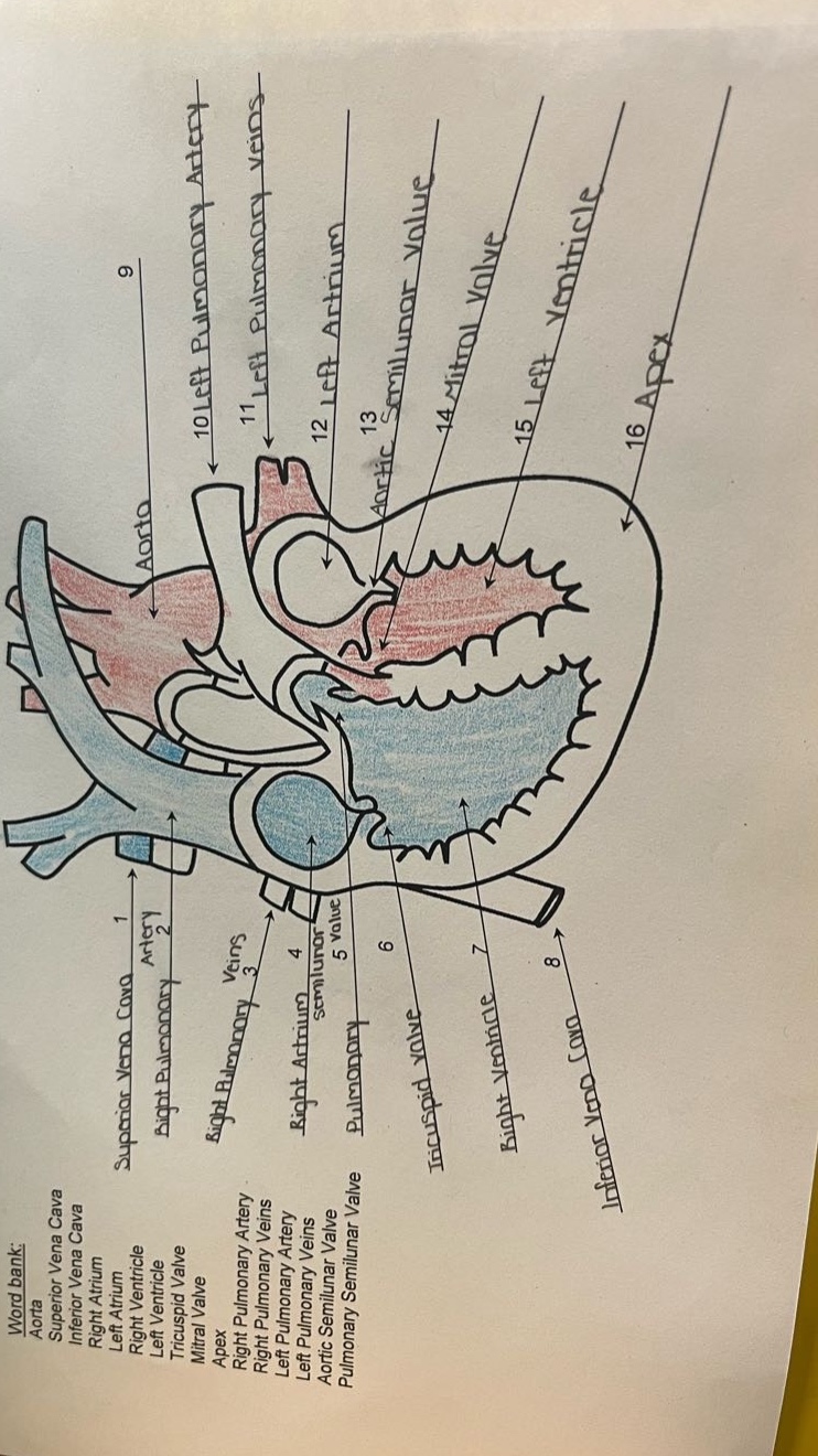 word bank: superior vena cava inferior vena cava aorta right atrium lef…