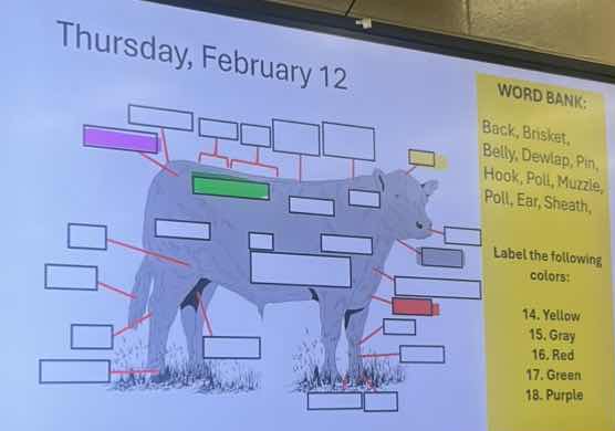 thursday, february 12 word bank: back, brisket, belly, dewlap, pin, hoo…