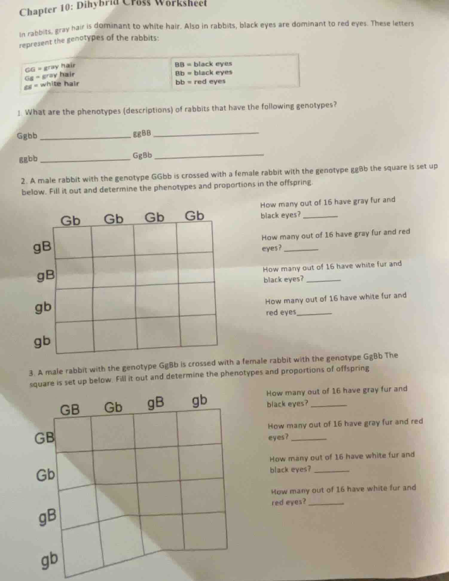 chapter 10: dihybrid cross worksheet in rabbits, gray hair is dominant …