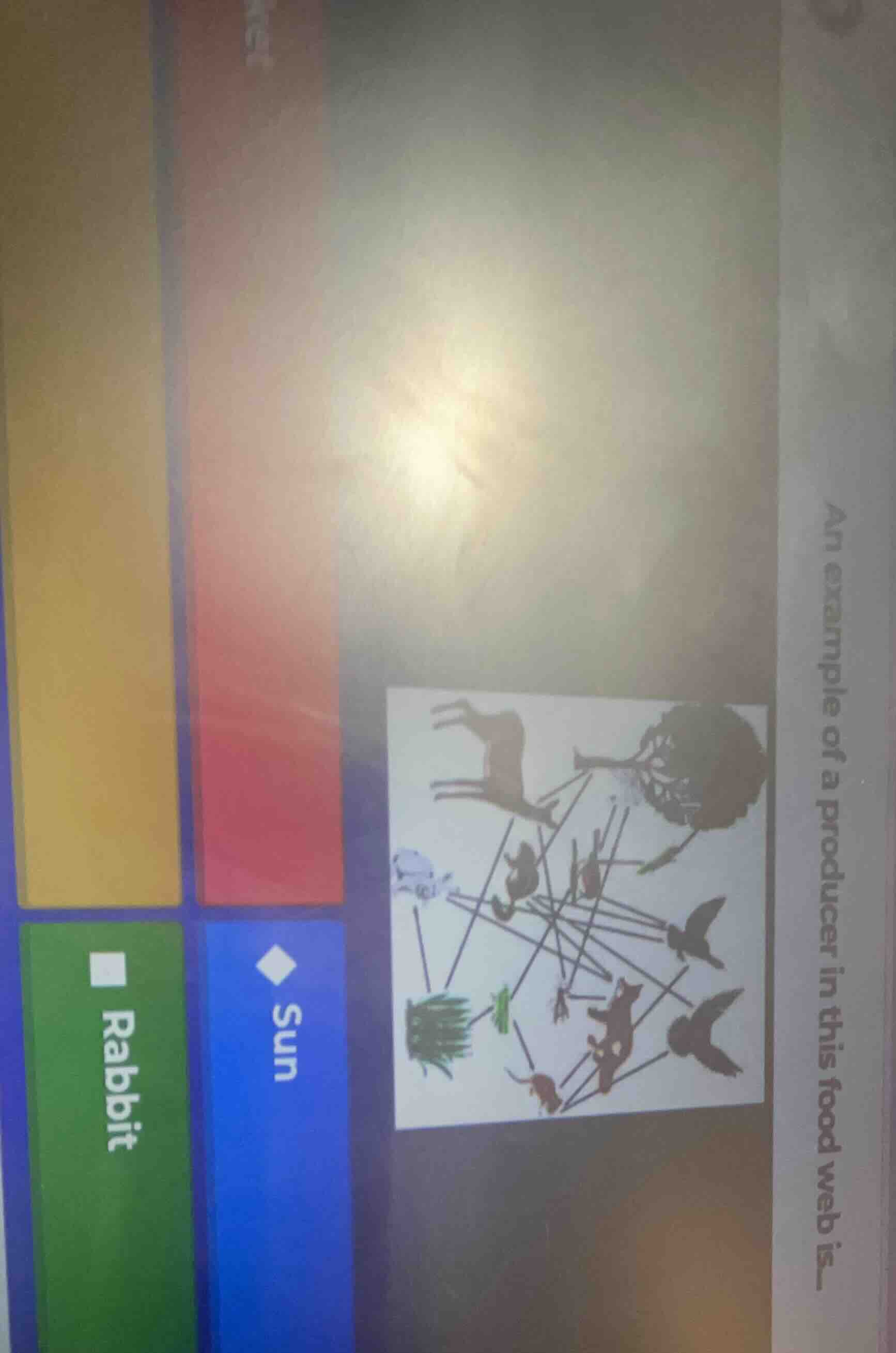 an example of a producer in this food web is__ sun rabbit