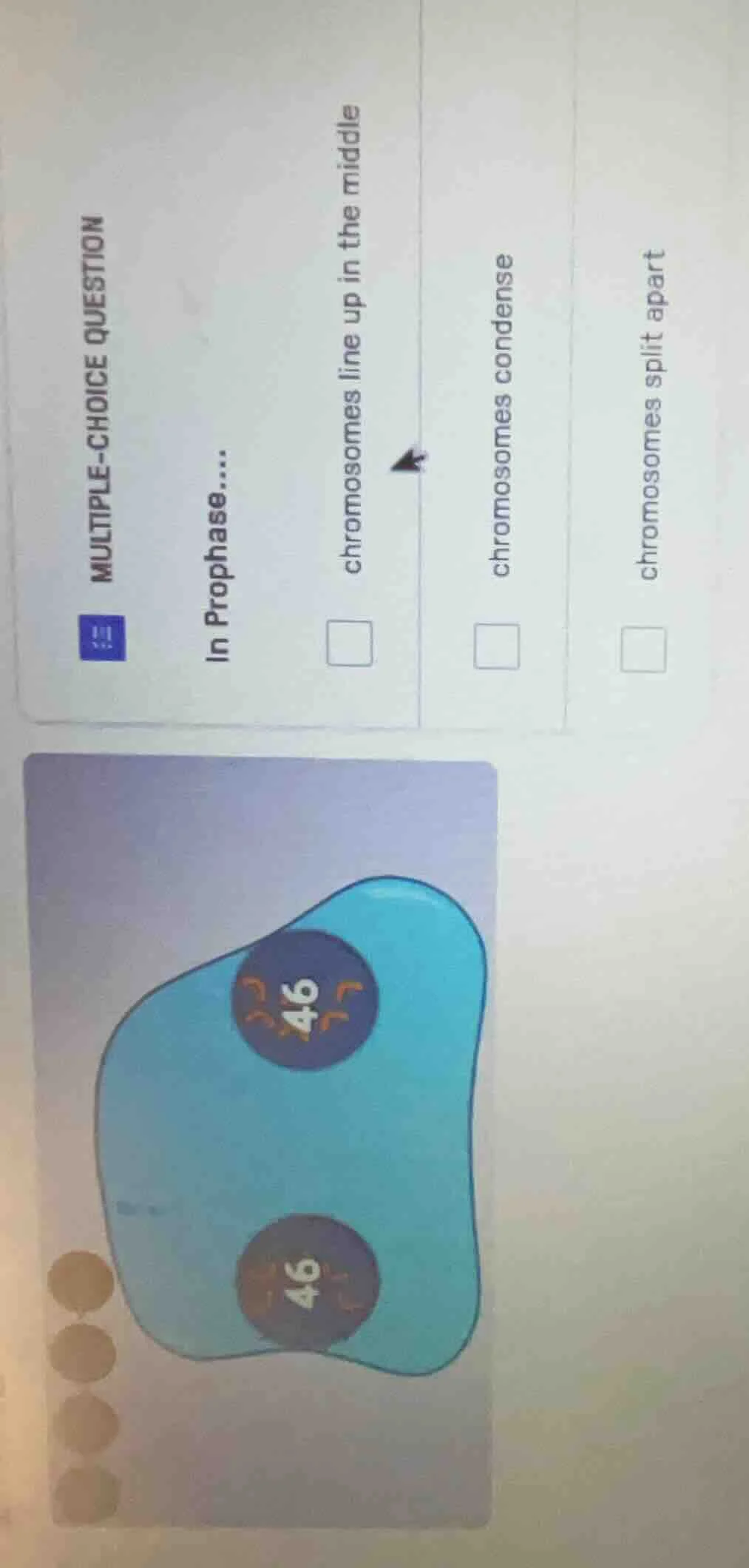 multiple-choice question in prophase.... chromosomes line up in the mid…