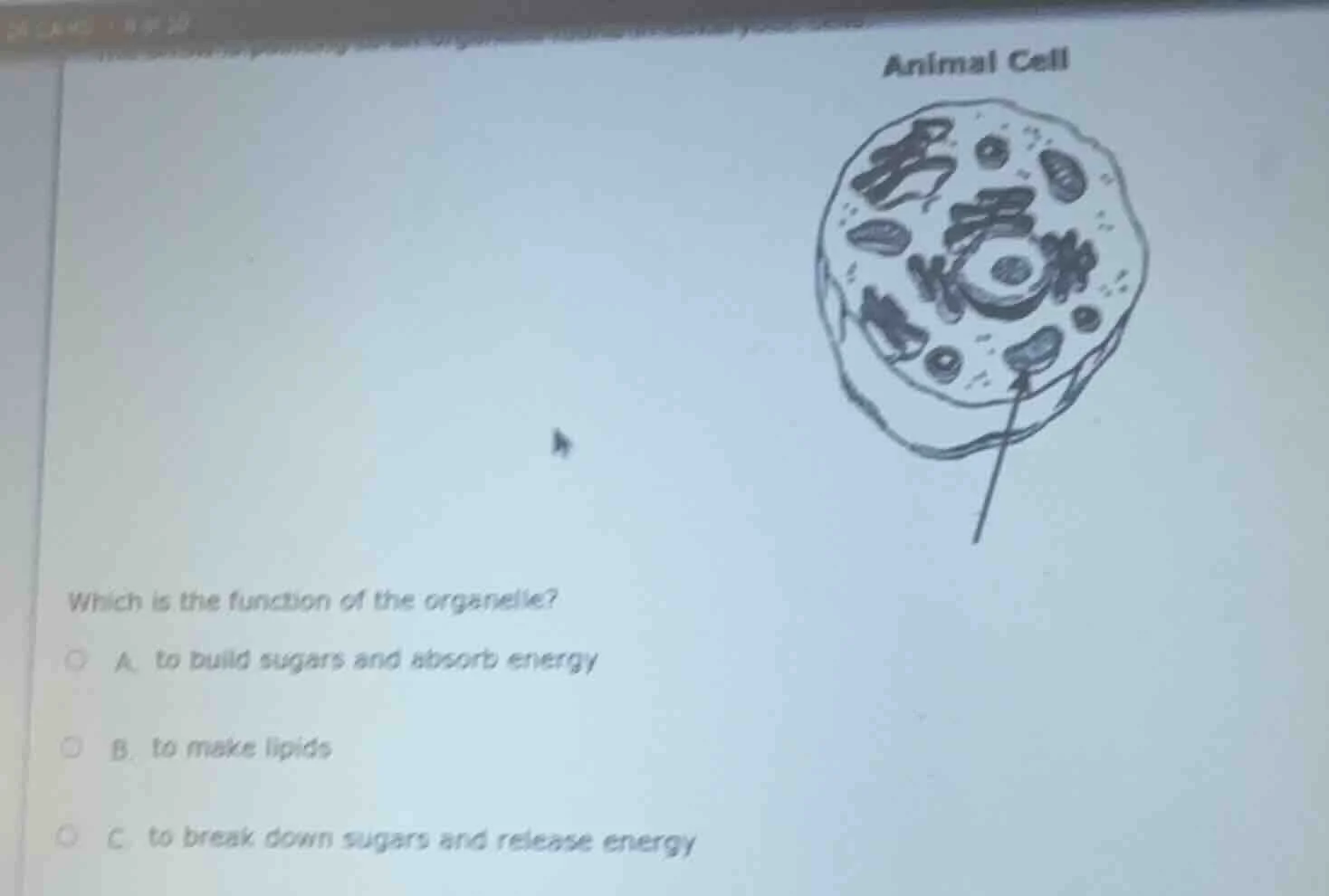 animal cell which is the function of the organelle? a. to build sugars …