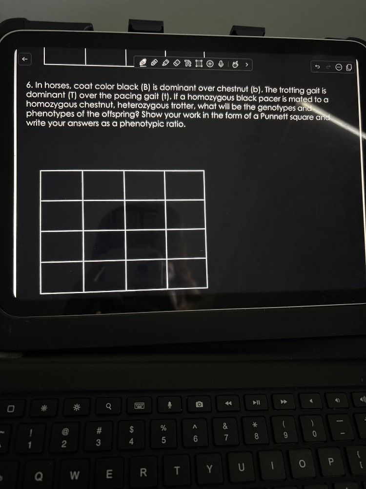 6. in horses, coat color black (b) is dominant over chestnut (b). the t…