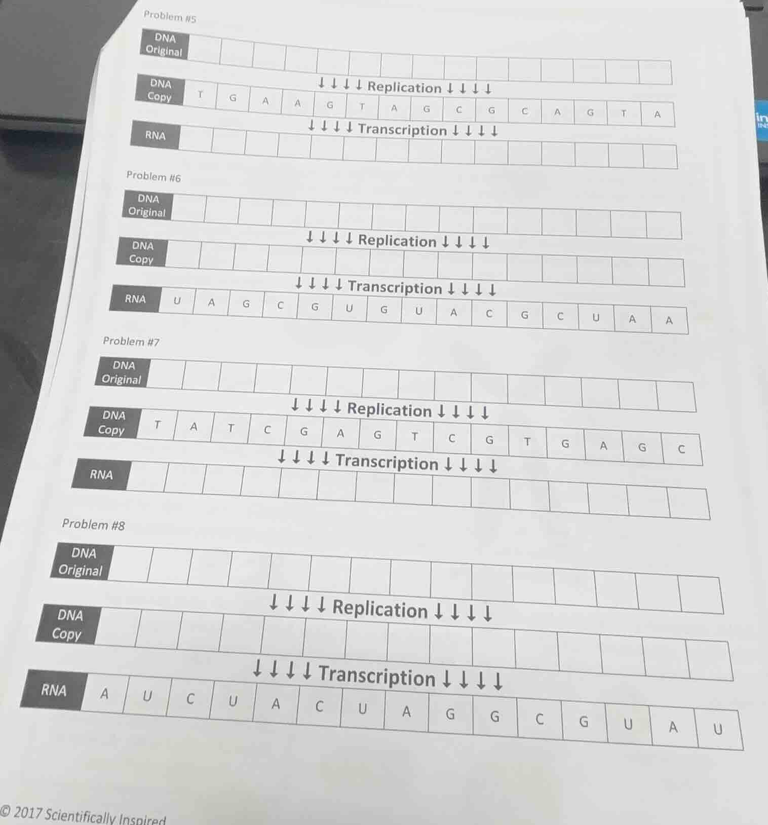 problem #5 dna original ↓ ↓ ↓ ↓ replication ↓ ↓ ↓ ↓ dna copy: t g a a g…