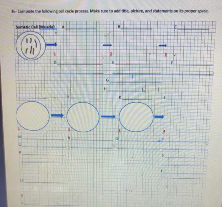 16- complete the following cell cycle process. make sure to add title, …