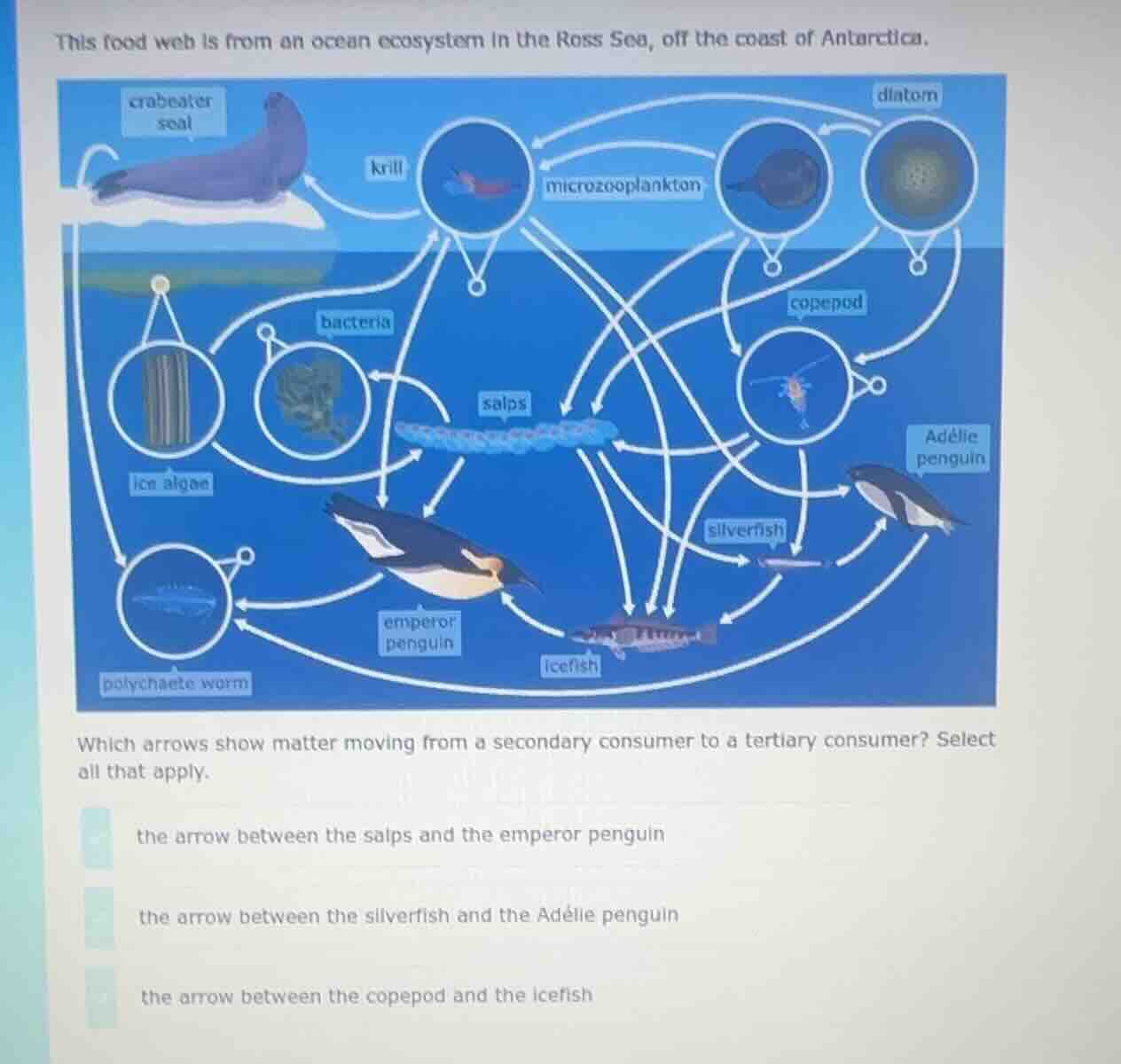 this food web is from an ocean ecosystem in the ross sea, off the coast…
