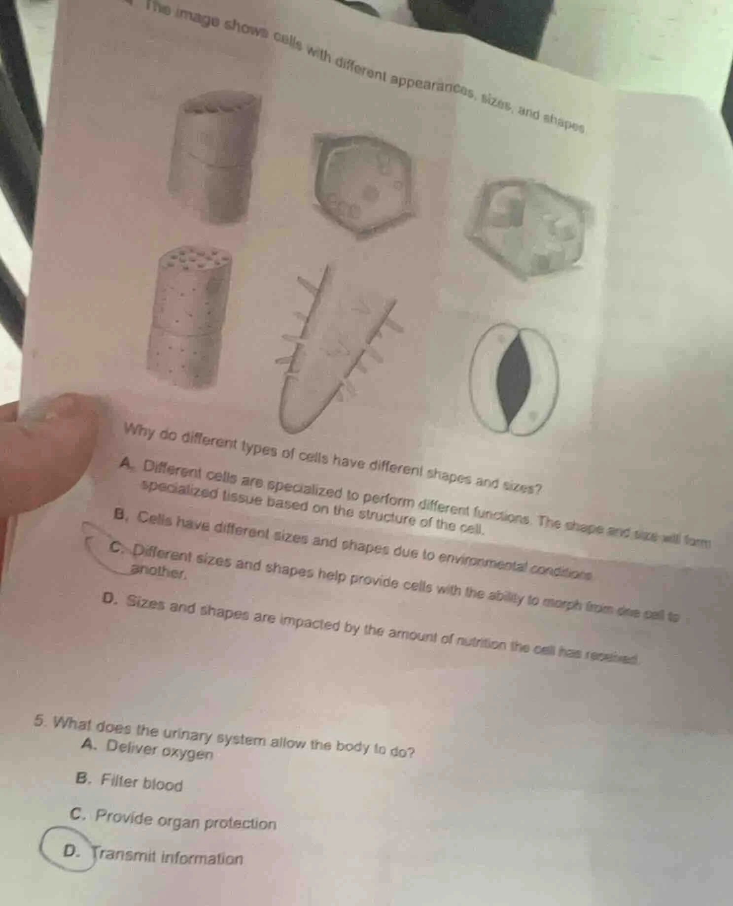 the image shows cells with different appearances, sizes, and shapes.why…