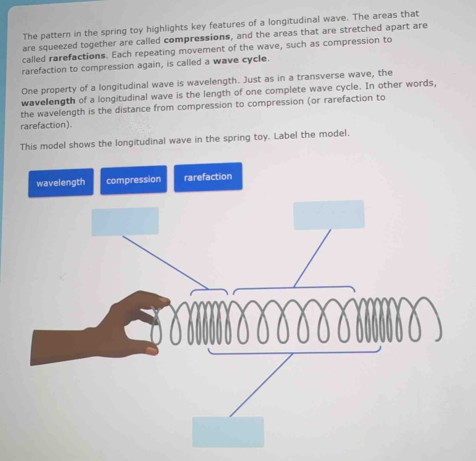 the pattern in the spring toy highlights key features of a longitudinal…