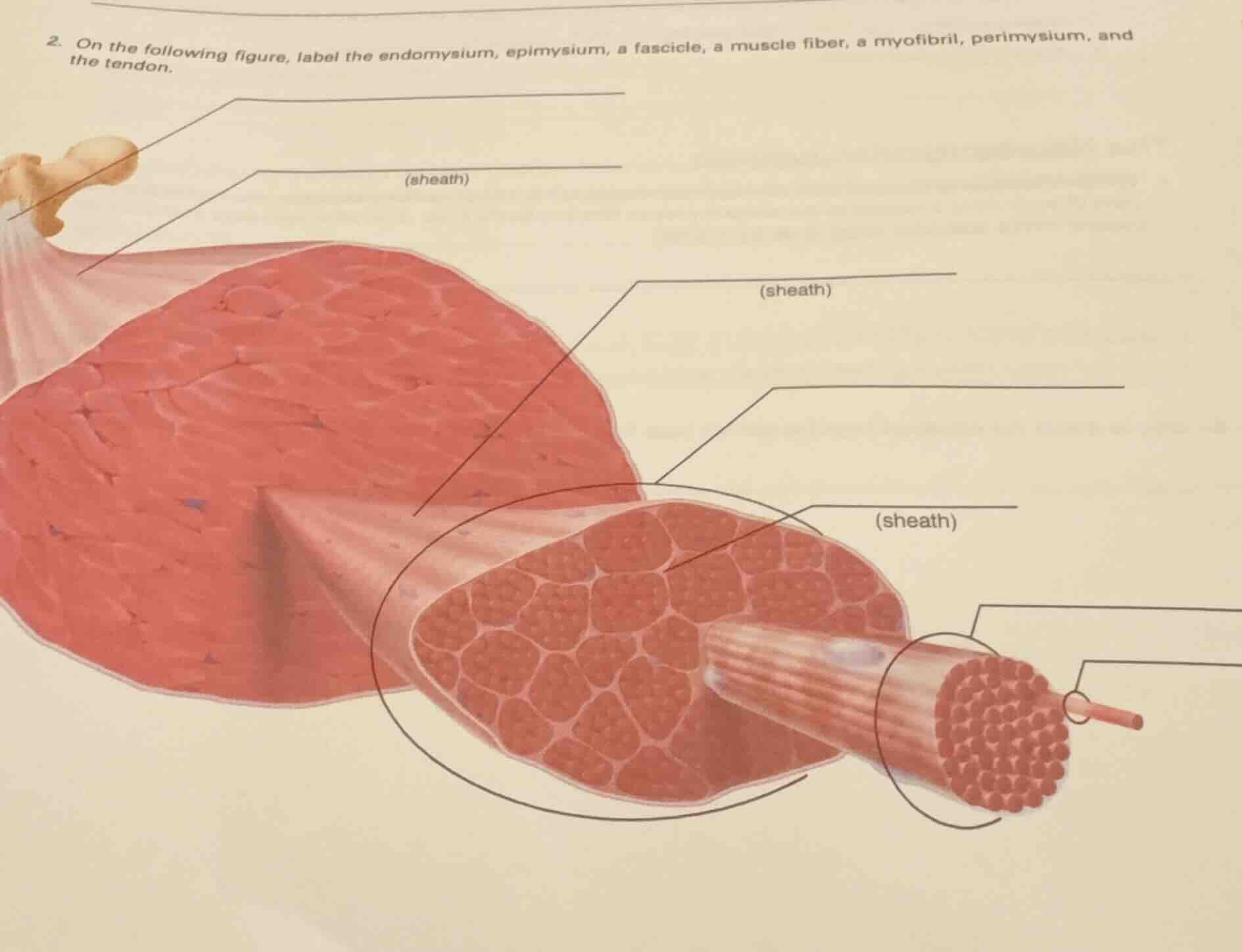 2. on the following figure, label the endomysium, epimysium, a fascicle…