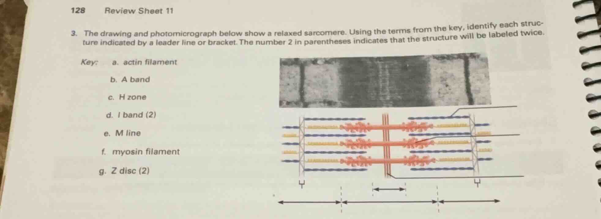 128 review sheet 11 3. the drawing and photomicrograph below show a rel…