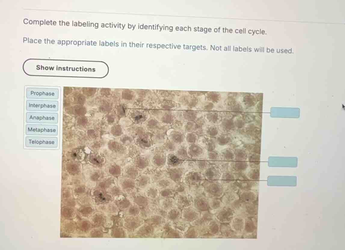 complete the labeling activity by identifying each stage of the cell cy…