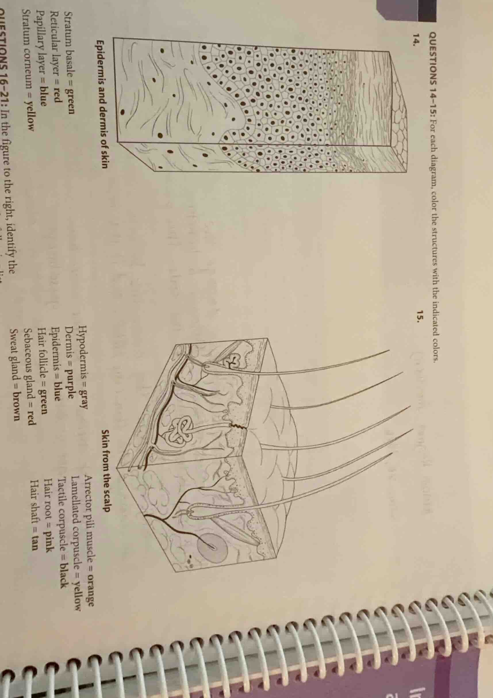 questions 14-15: for each diagram, color the structures with the indica…