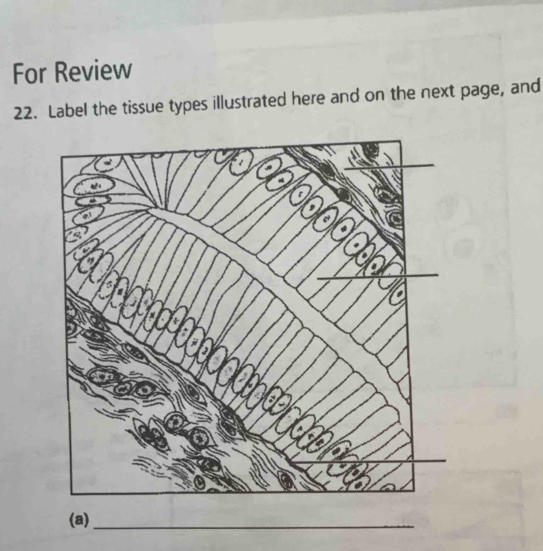 for review 22. label the tissue types illustrated here and on the next …