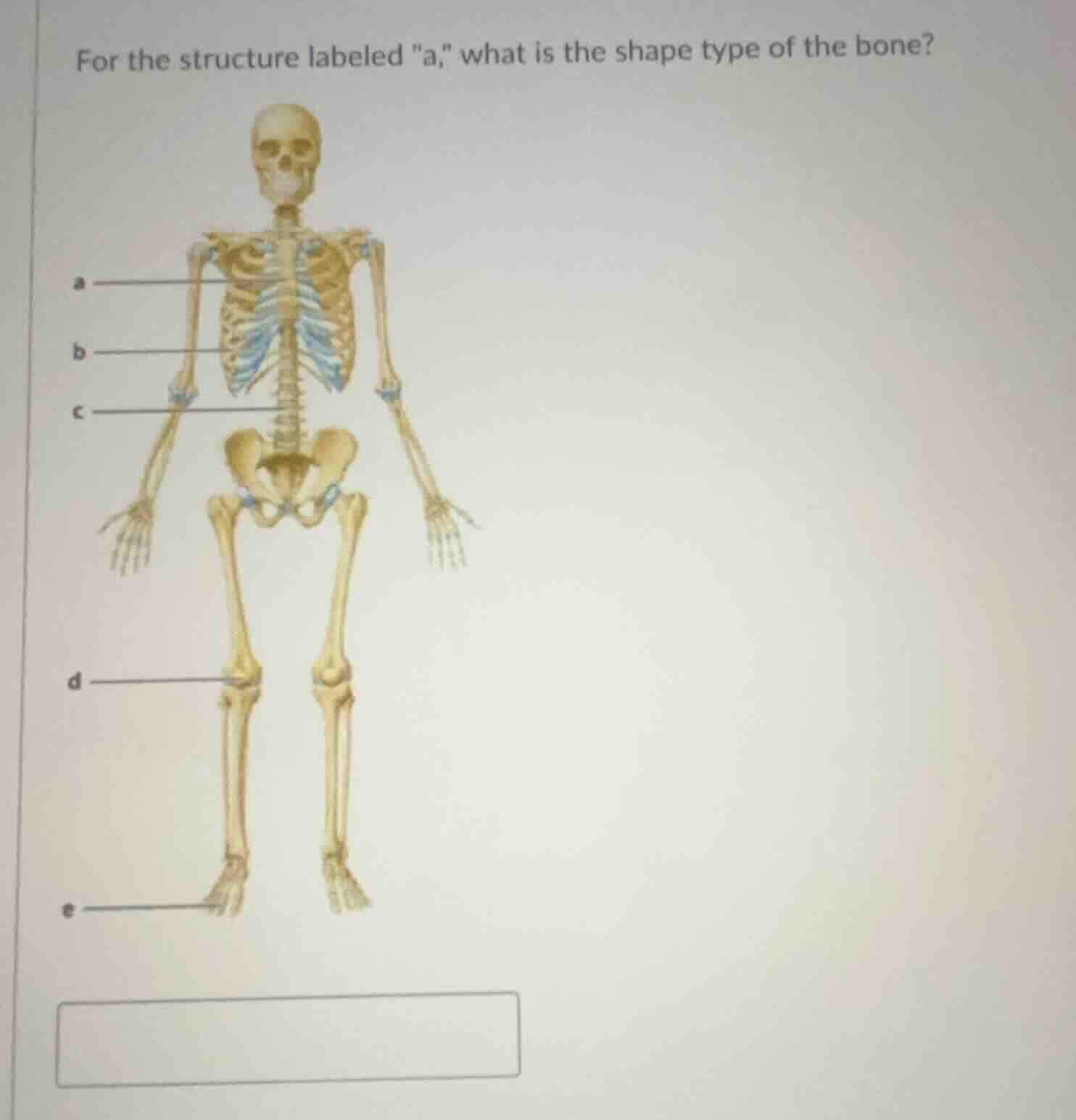 for the structure labeled \a,\ what is the shape type of the bone?