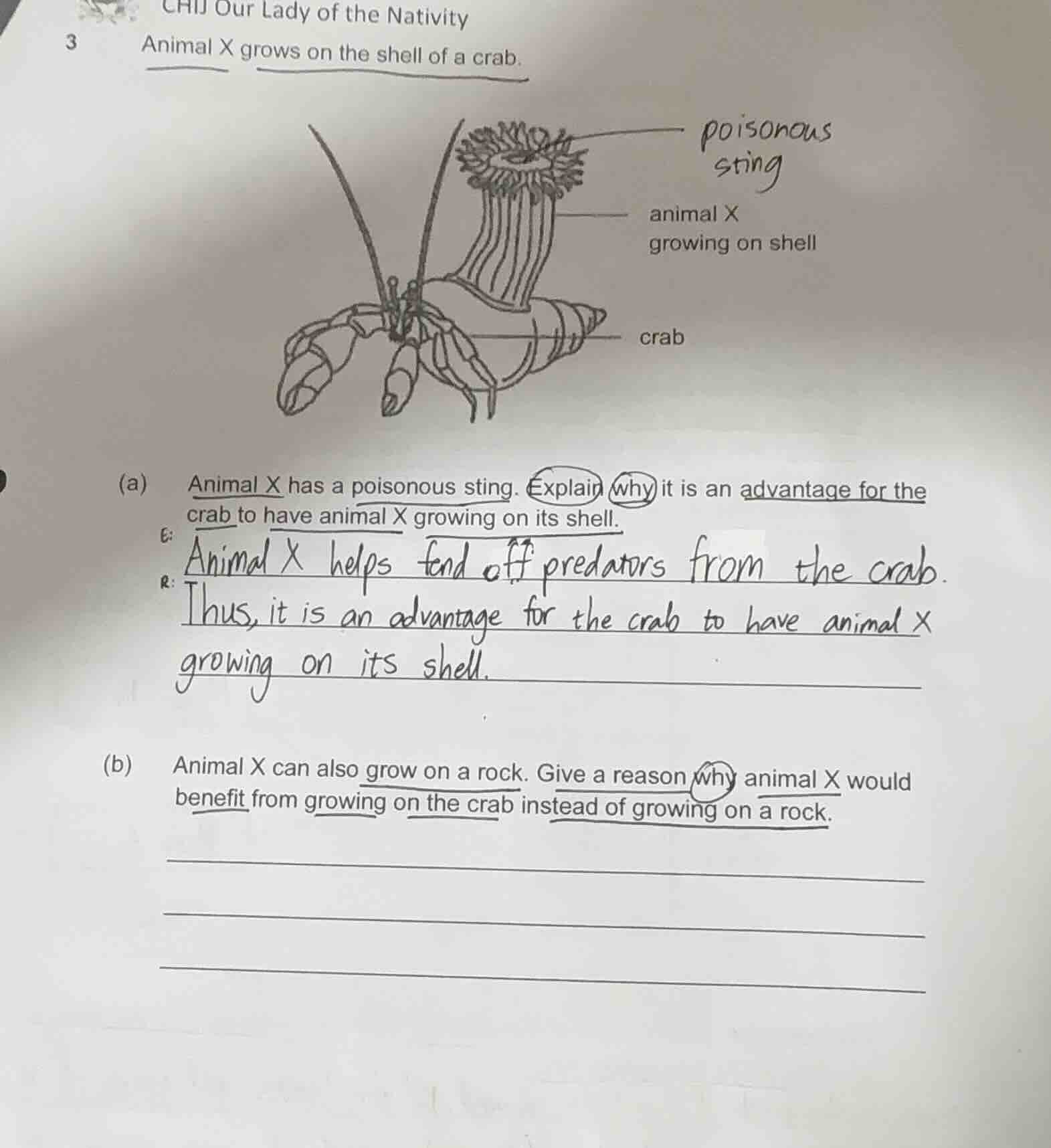 3 animal x grows on the shell of a crab. (a) animal x has a poisonous s…