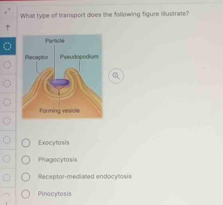 what type of transport does the following figure illustrate? exocytosis…