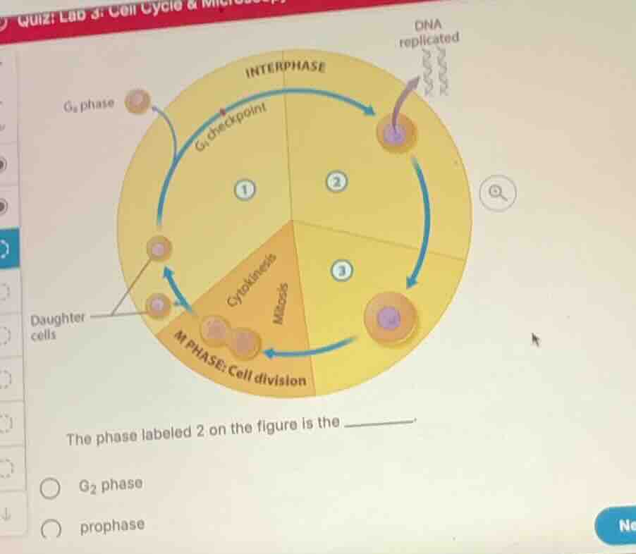 the phase labeled 2 on the figure is the ______. - g2 phase - prophase