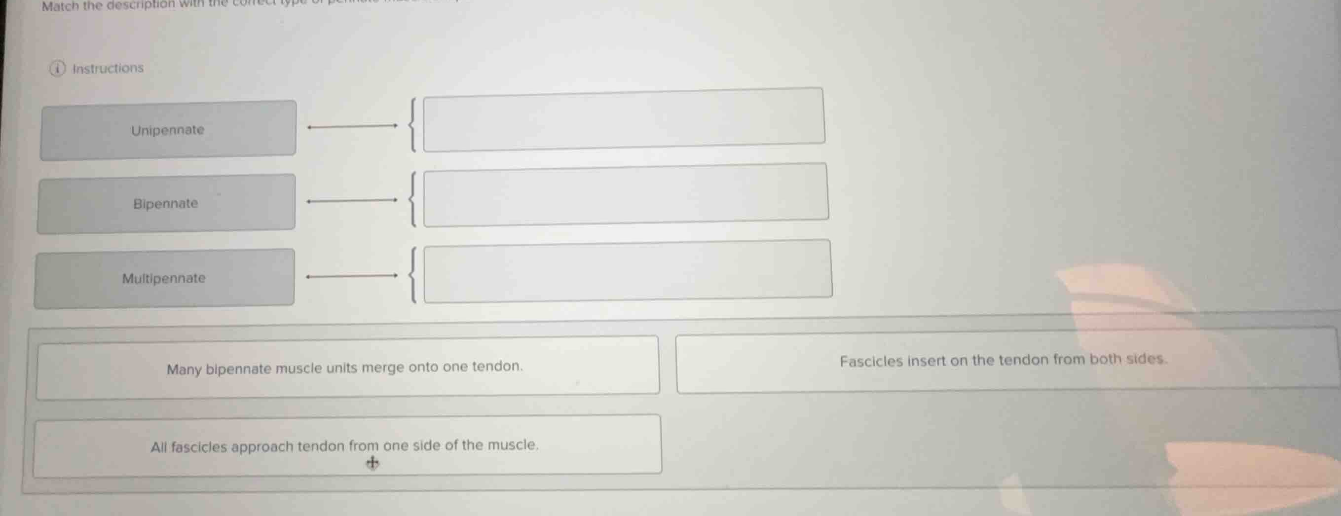 match the description with the correct type of pennate muscle. unipenna…