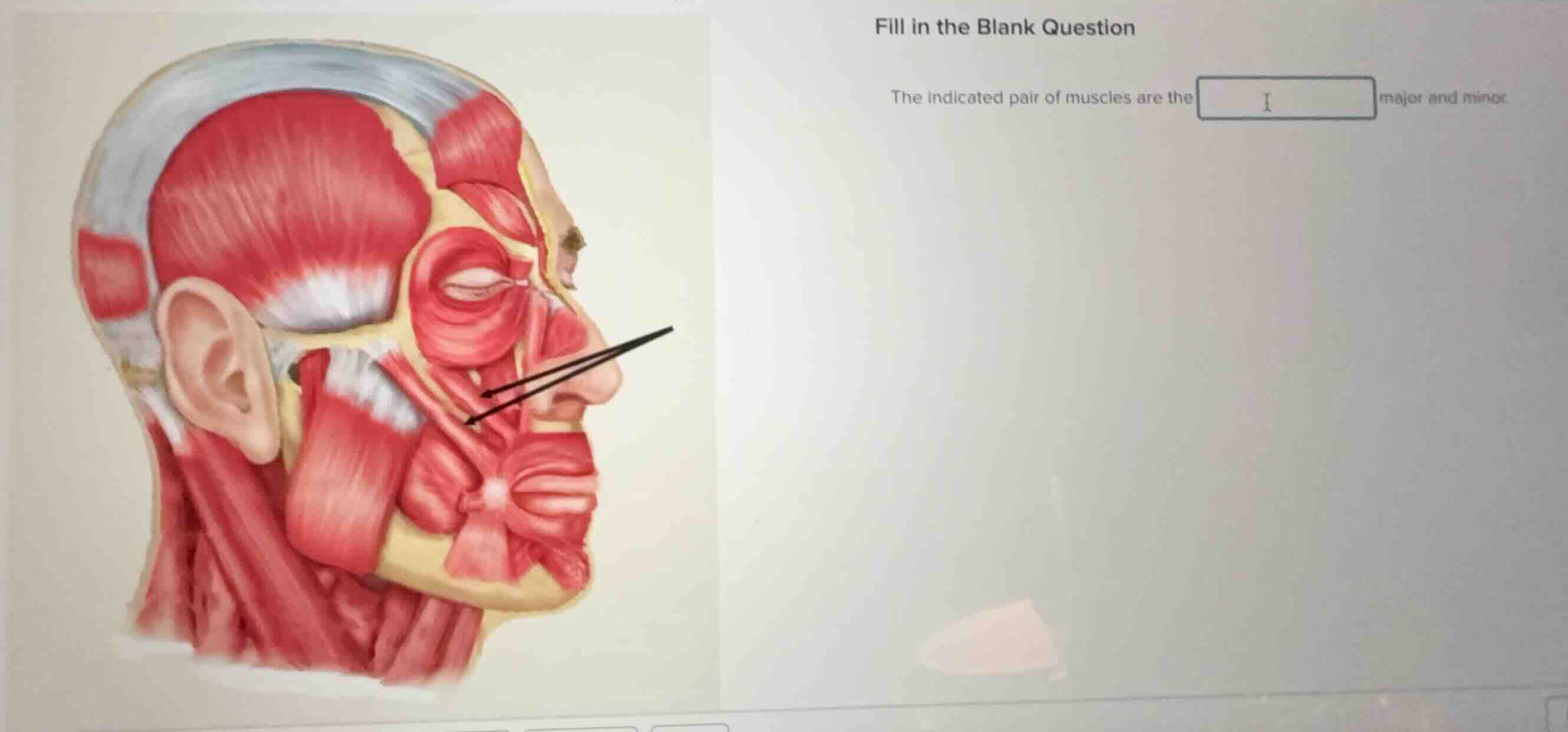 fill in the blank question the indicated pair of muscles are the major …