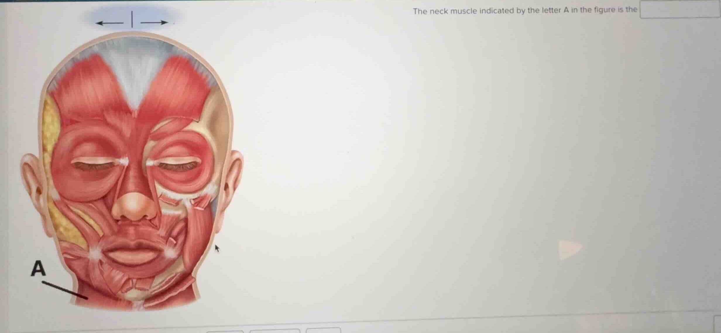 the neck muscle indicated by the letter a in the figure is the