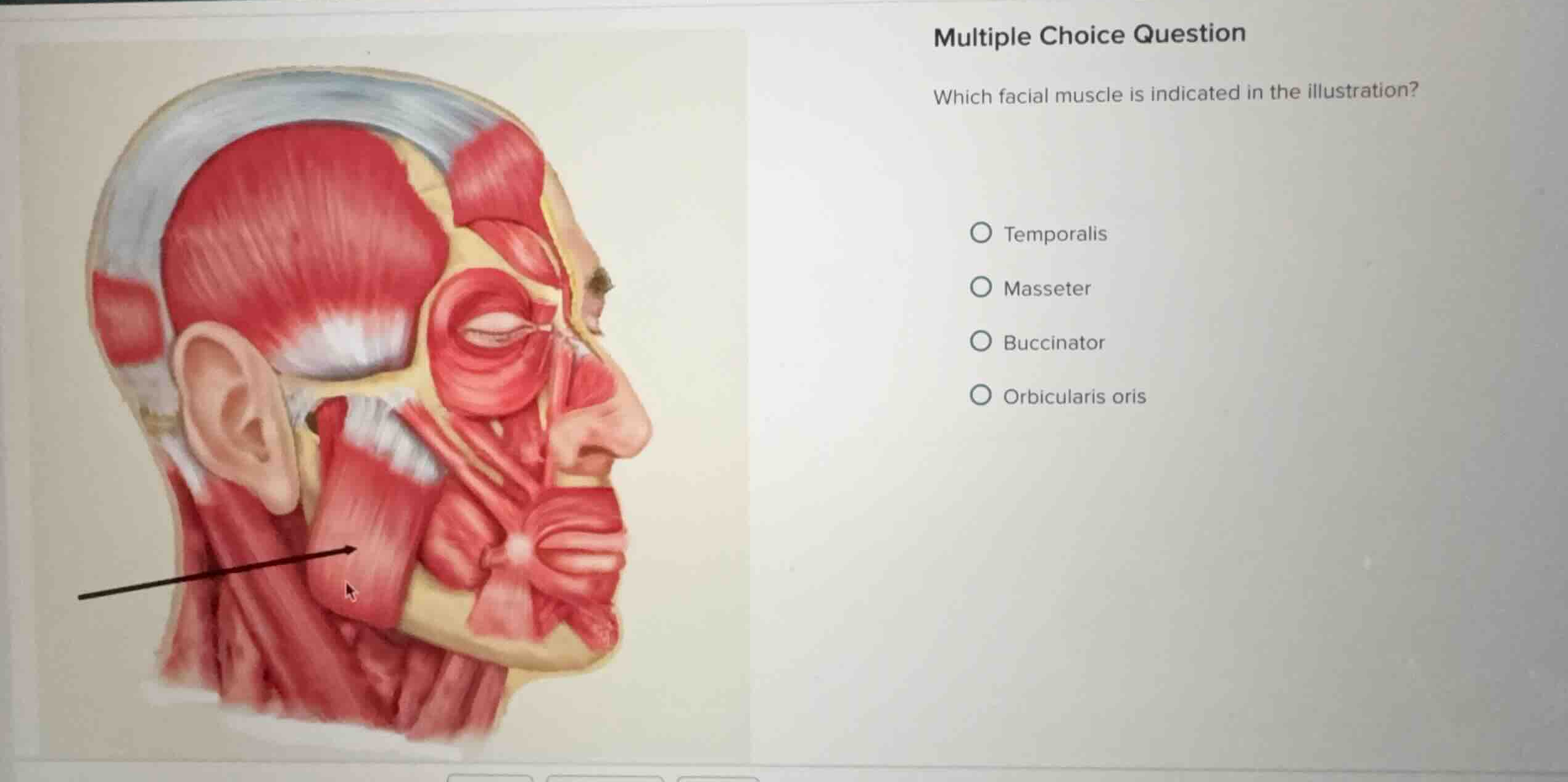 multiple choice question which facial muscle is indicated in the illust…